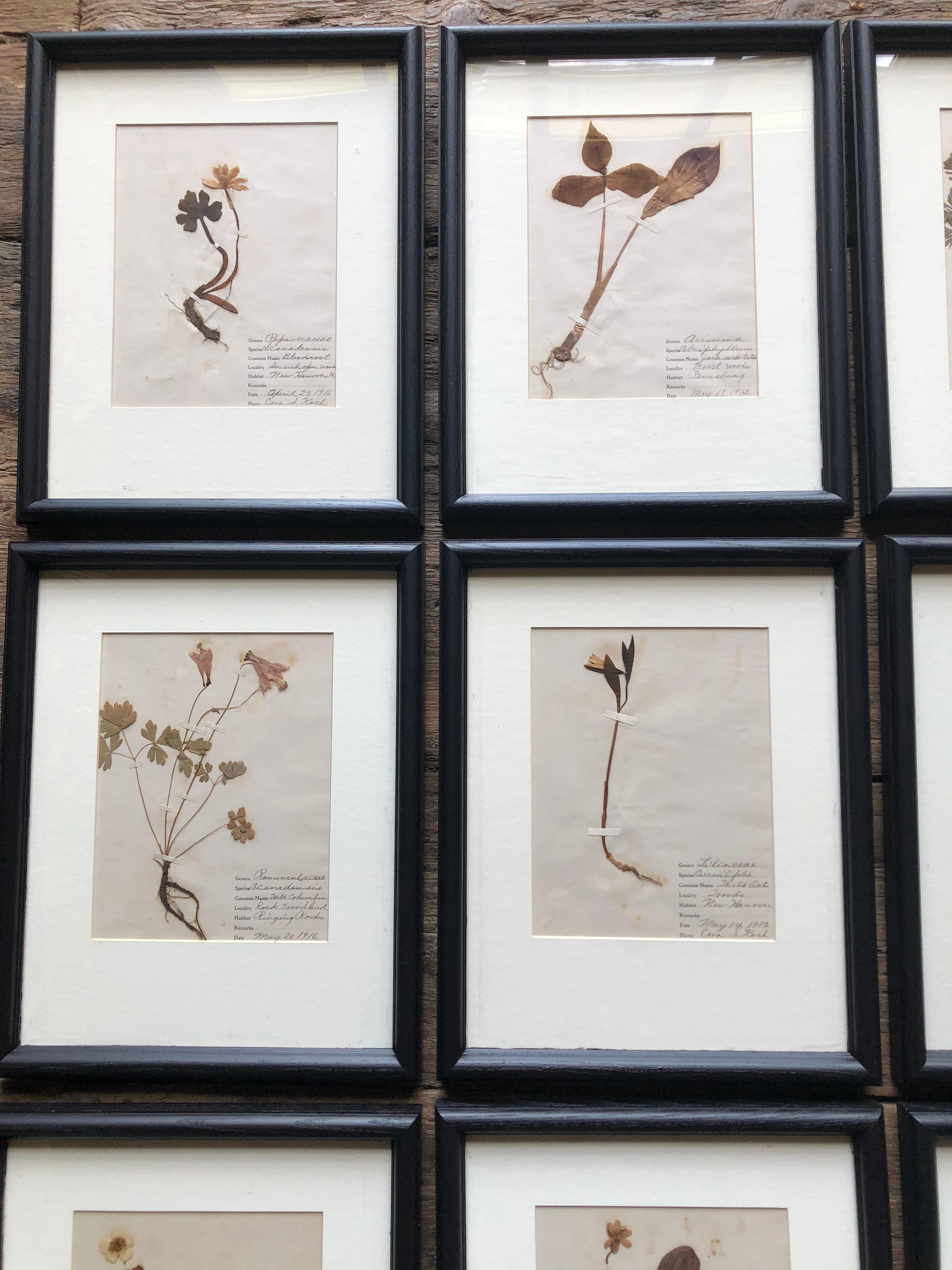 Set of 9 Pressed Botanical Specimens 1