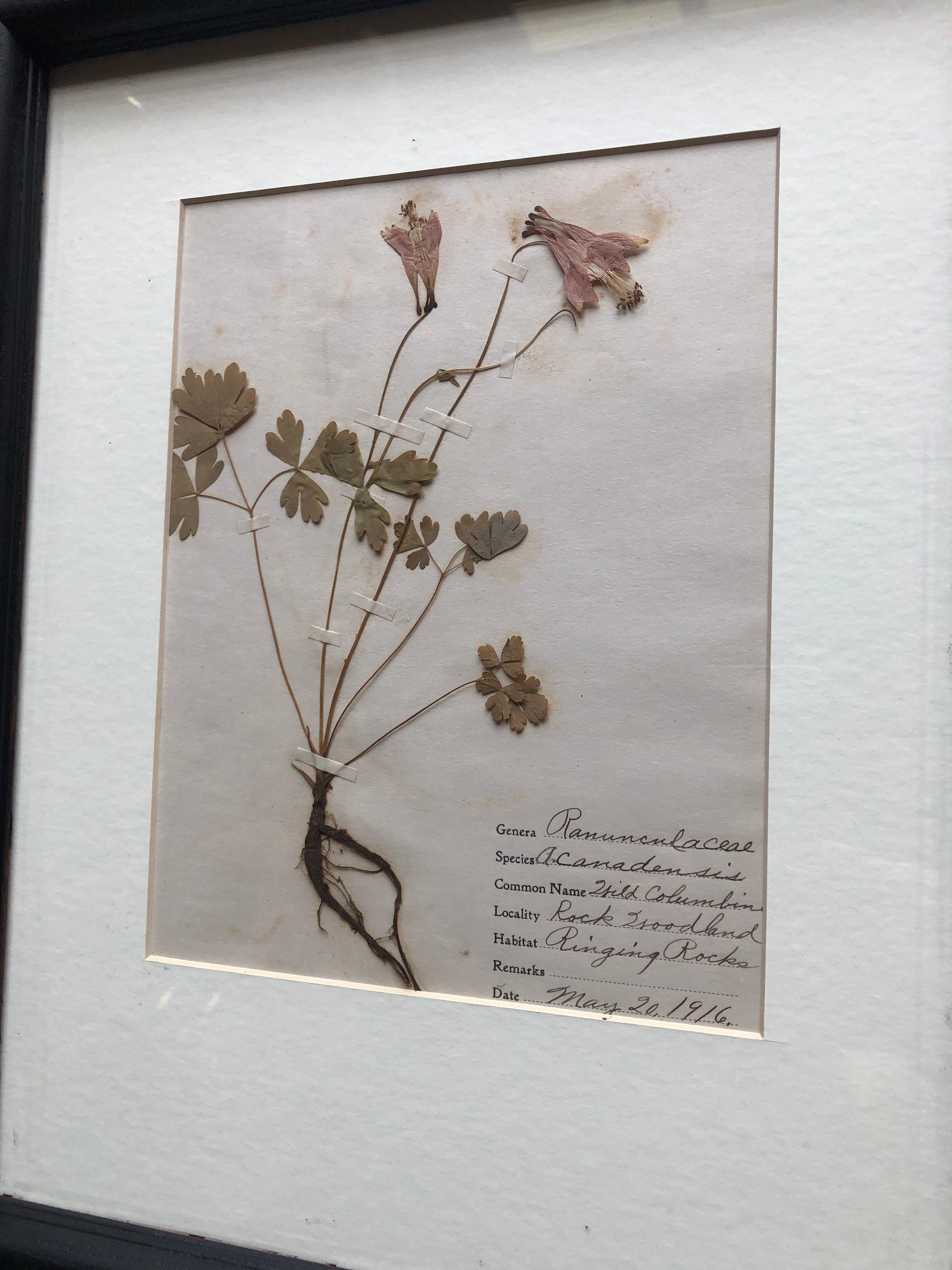 Set of 9 Pressed Botanical Specimens 2