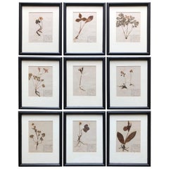 Set of 9 Pressed Botanical Specimens