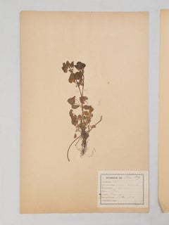 Set of (9) Pressed Botanicals