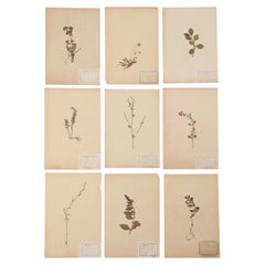 Set of (9) Pressed Botanicals
