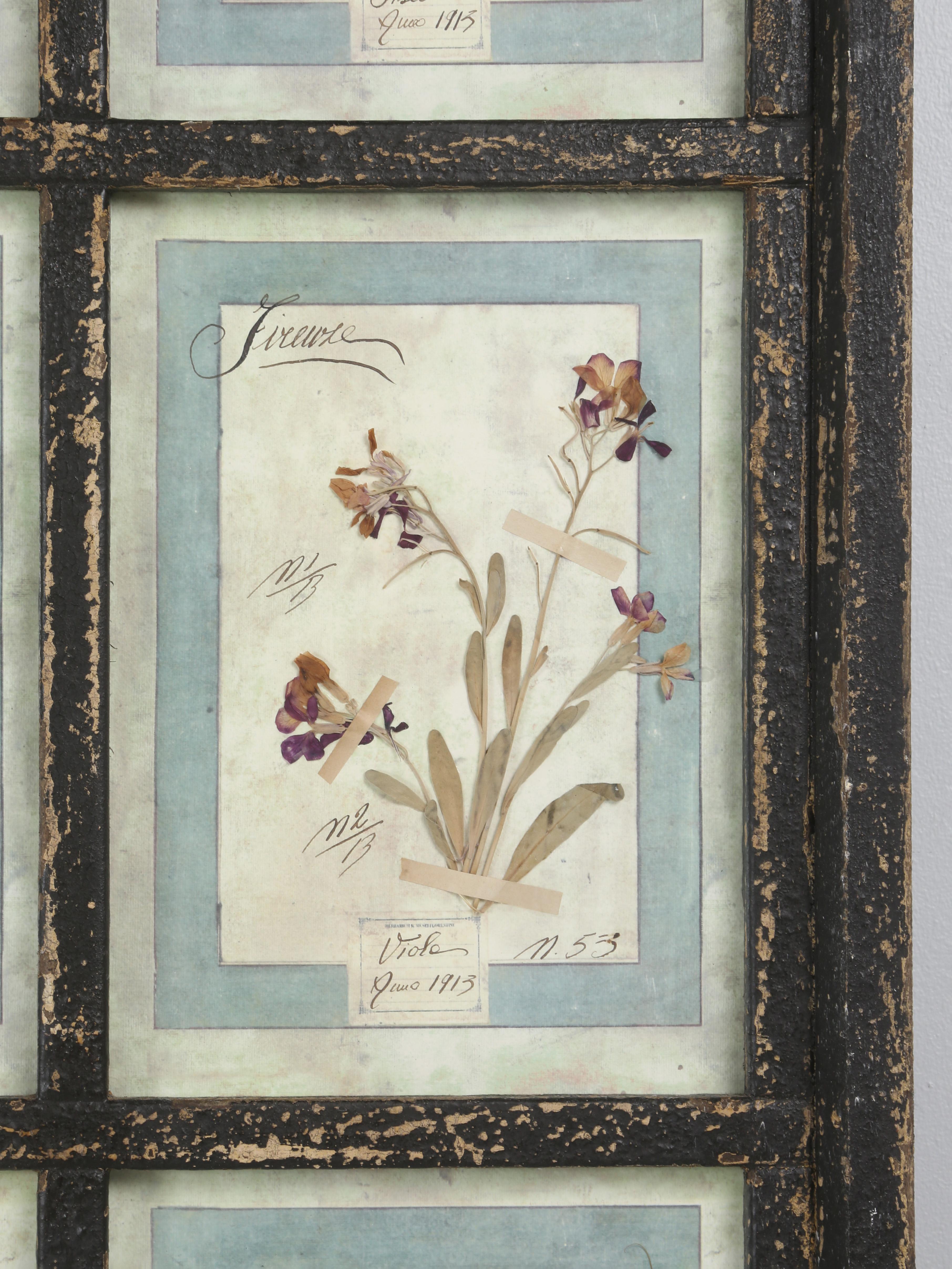 Set di (9) piante botaniche italiane pressate splendidamente montate in una vecchia finestra antica in vendita 6