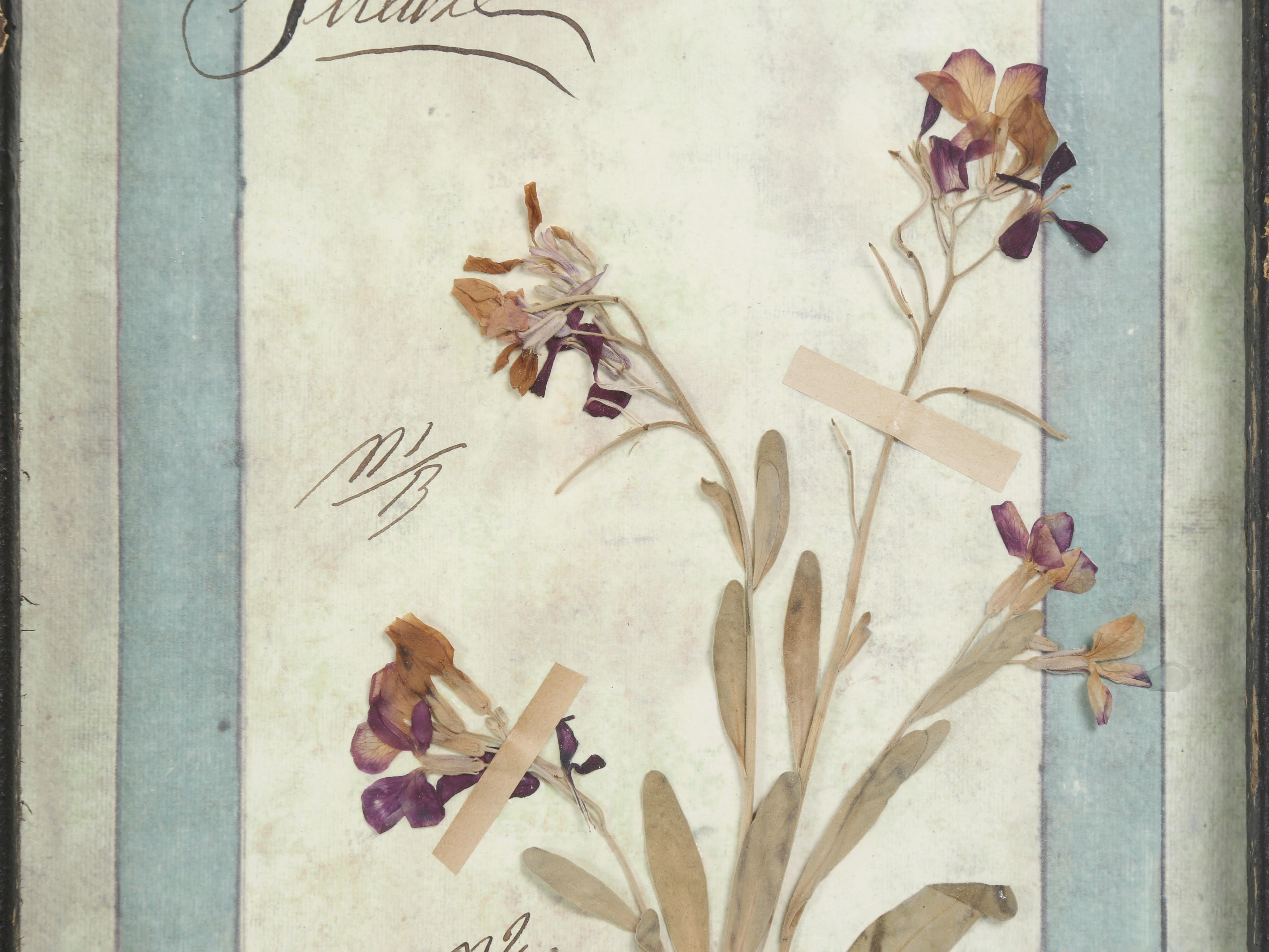 Set di (9) piante botaniche italiane pressate splendidamente montate in una vecchia finestra antica in vendita 7
