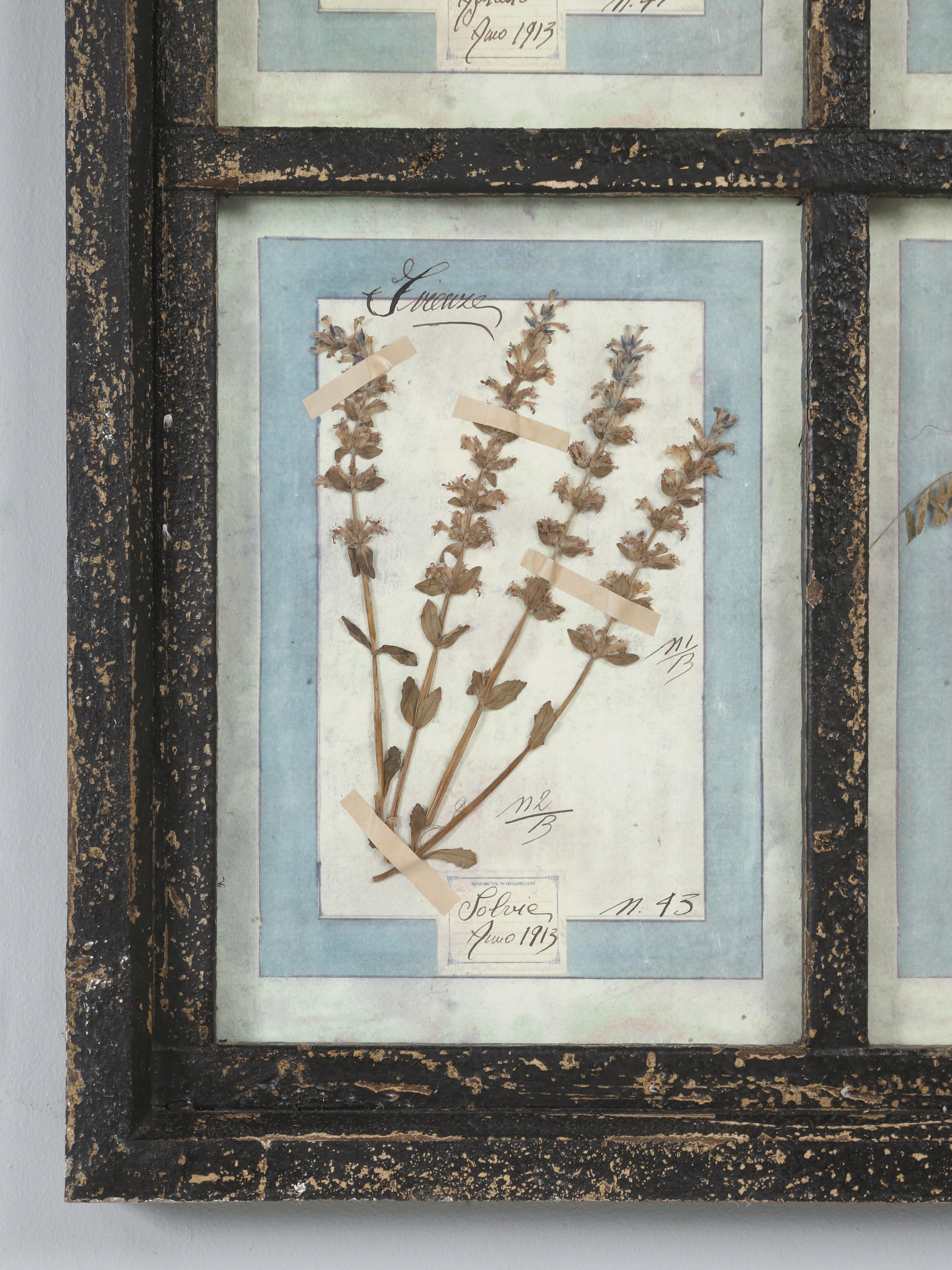 Set di (9) piante botaniche italiane pressate splendidamente montate in una vecchia finestra antica in vendita 8