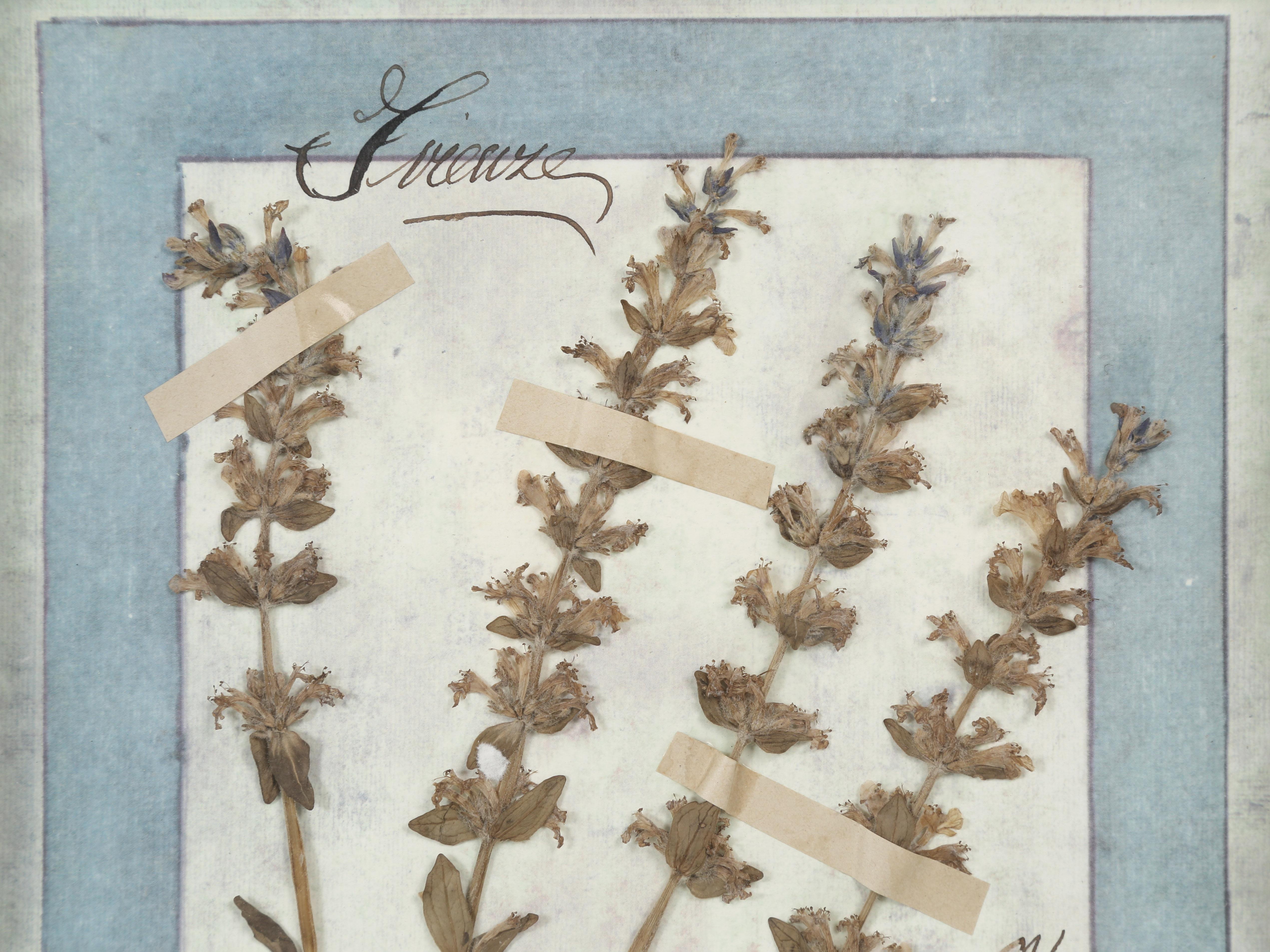 Set di (9) piante botaniche italiane pressate splendidamente montate in una vecchia finestra antica in vendita 9