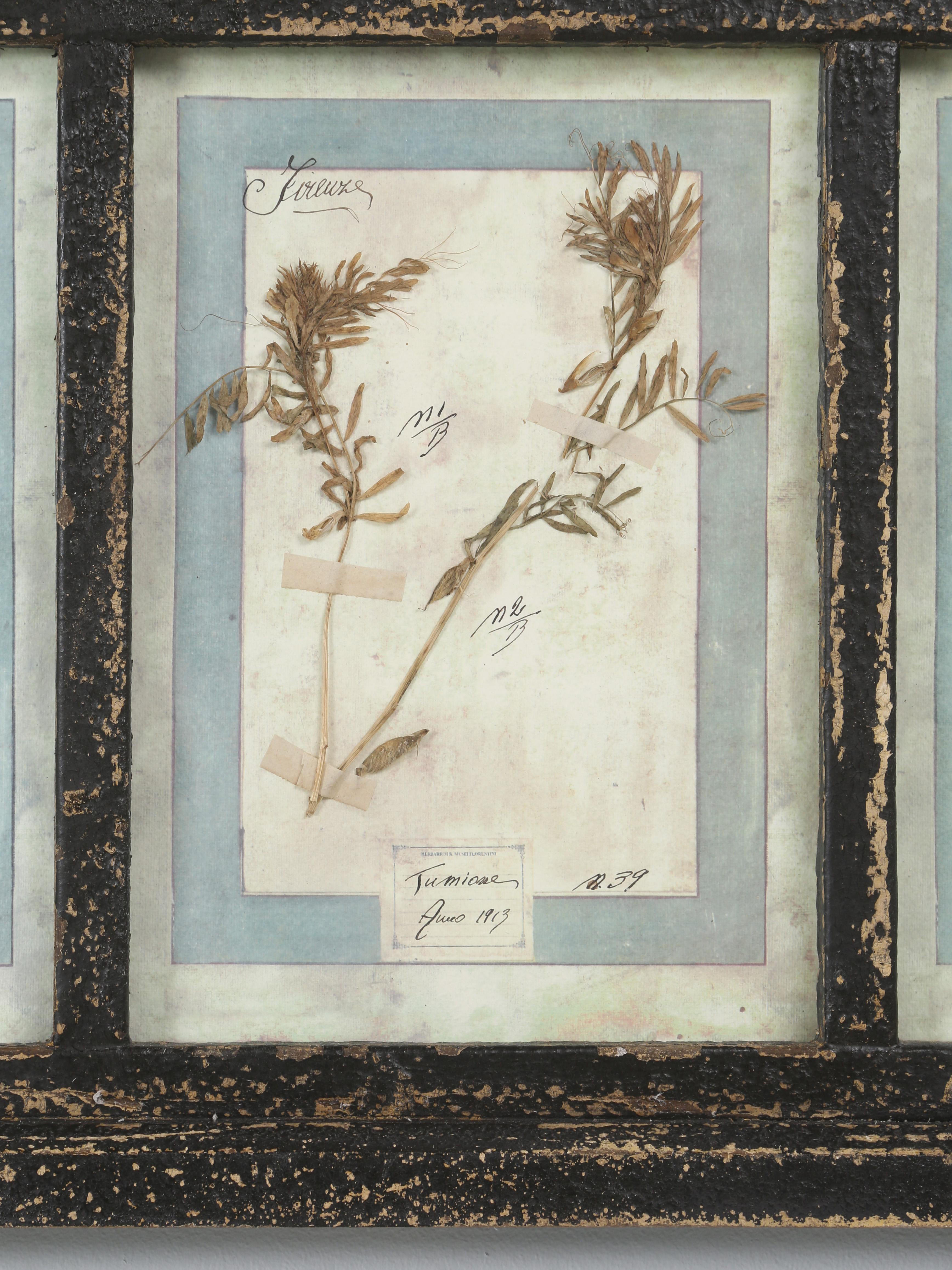 Set di (9) piante botaniche italiane pressate splendidamente montate in una vecchia finestra antica in vendita 10