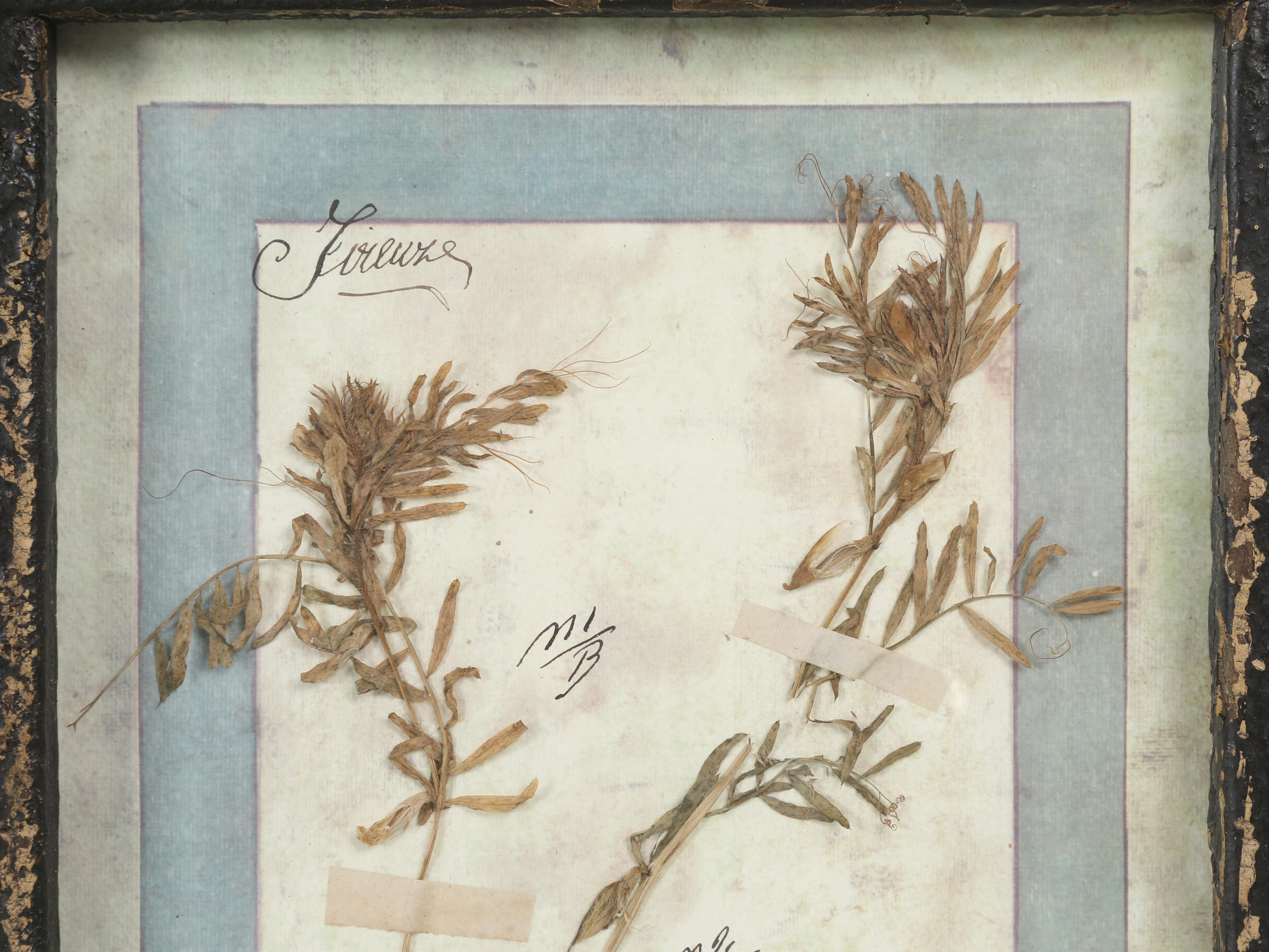 Set di (9) piante botaniche italiane pressate splendidamente montate in una vecchia finestra antica in vendita 11