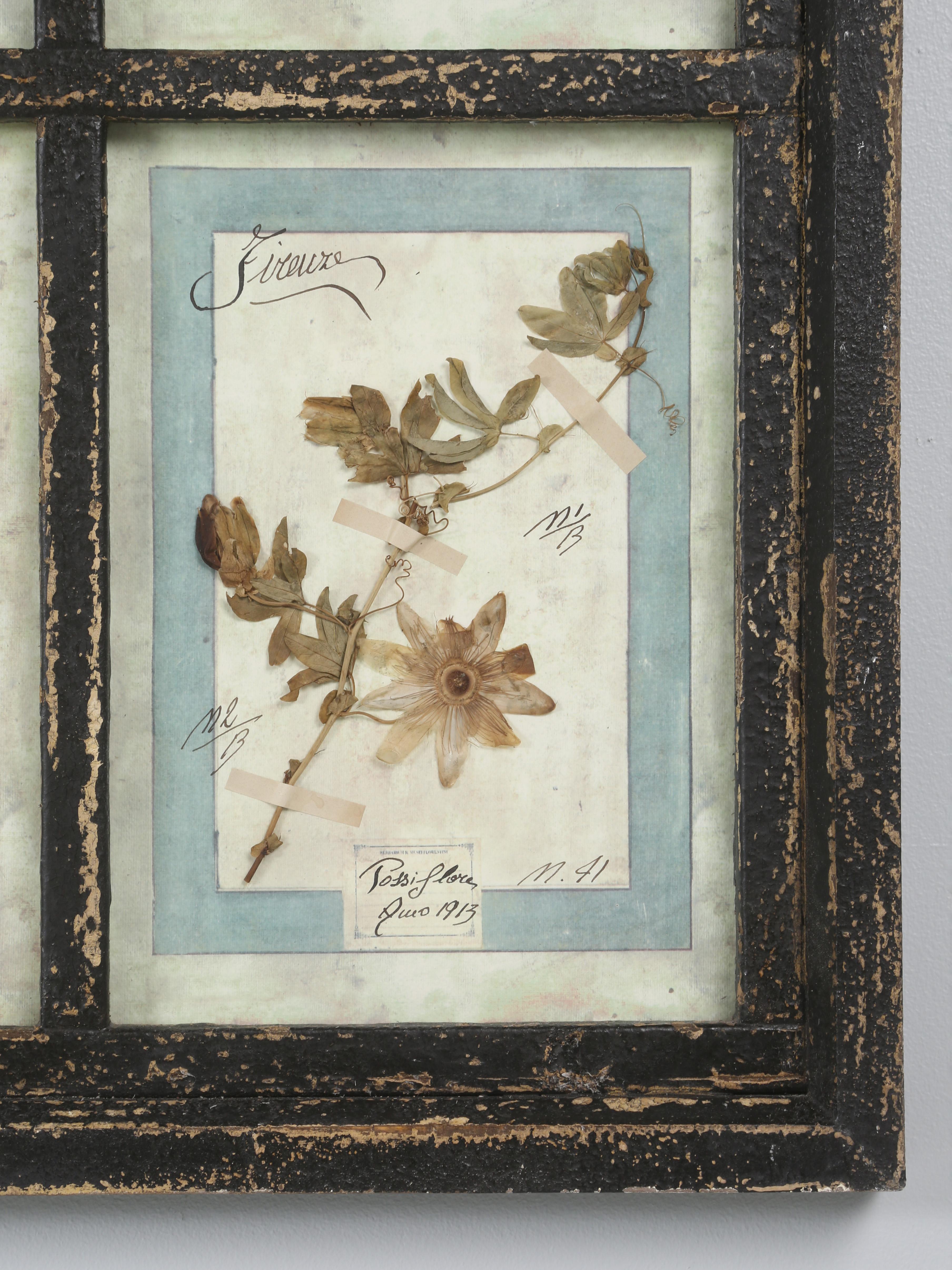 Set di (9) piante botaniche italiane pressate splendidamente montate in una vecchia finestra antica in vendita 12