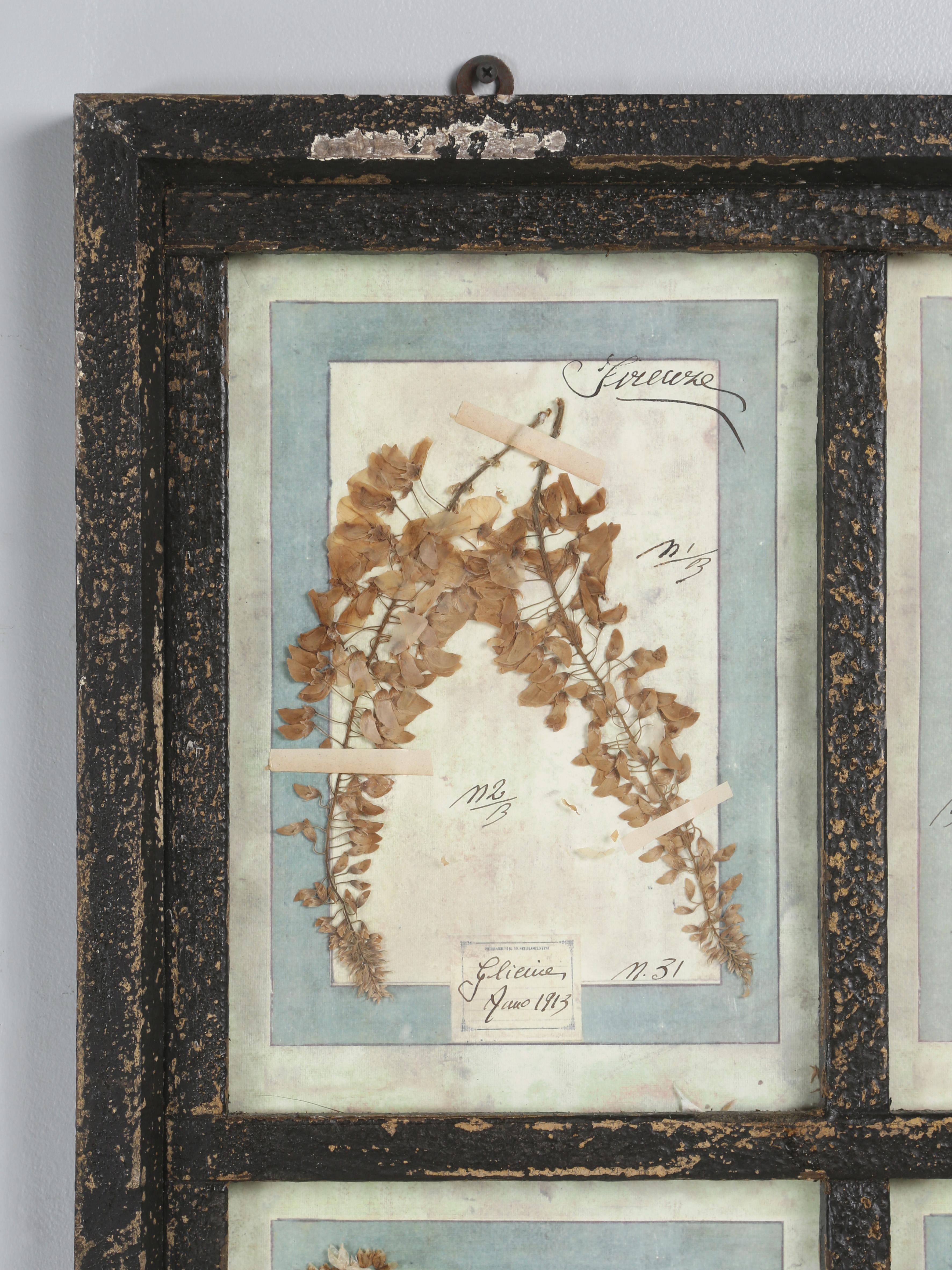  Set di (9) piante botaniche italiane pressate splendidamente montate in una vecchia cornice da finestra antica con un'ottima vernice nera antica. Abbiamo avuto la fortuna di poter acquistare una coppia di questi vecchi telai per finestre che
