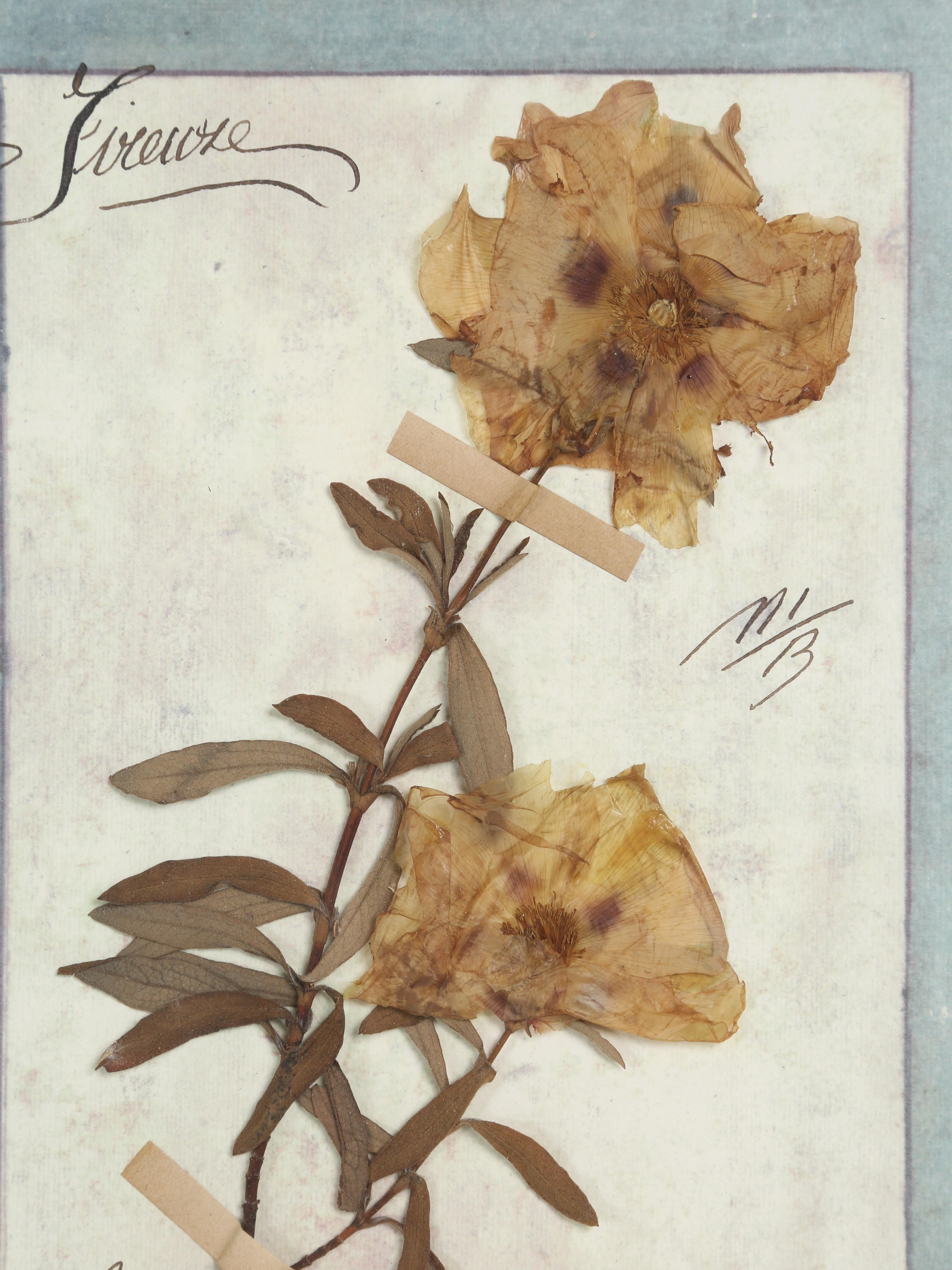 Set di (9) piante botaniche italiane pressate splendidamente montate in una vecchia finestra antica in vendita 1