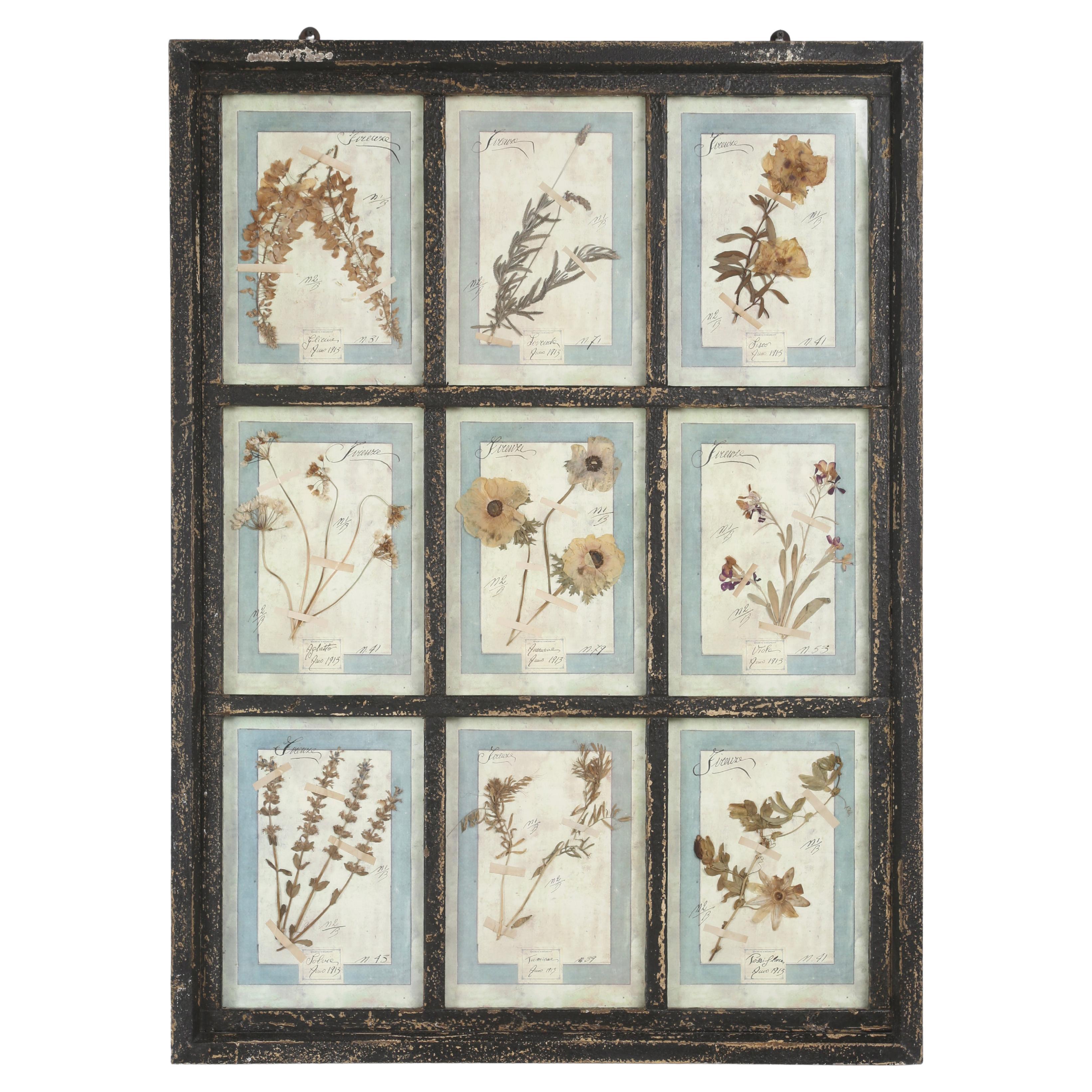 Set di (9) piante botaniche italiane pressate splendidamente montate in una vecchia finestra antica in vendita