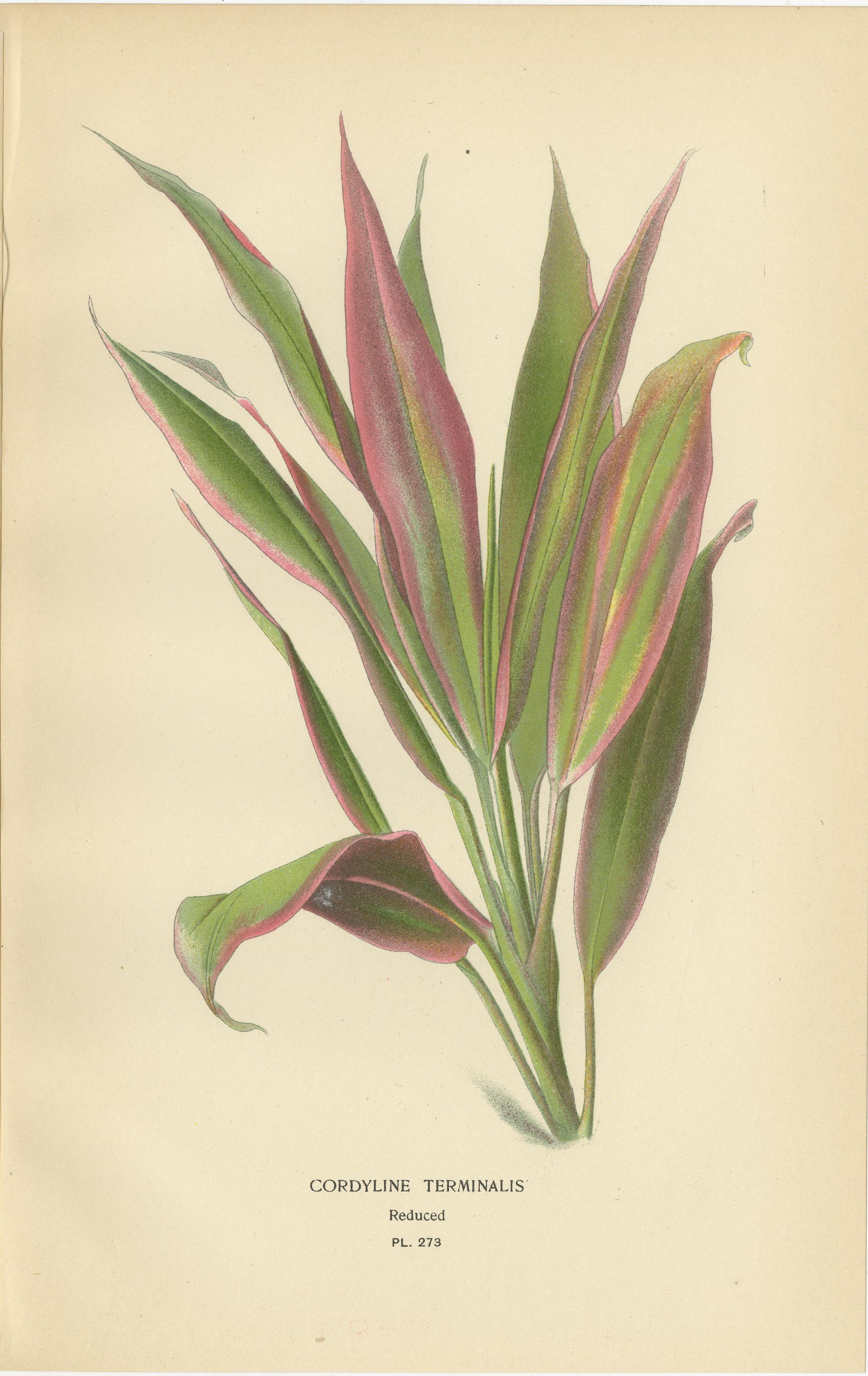 Set di tre litografie botaniche antiche - Cordyline, giglio africano e giglio triplo (1897)

Un vivace trio di litografie botaniche originali del 1897 tratte da Favourite Flowers of Garden and Greenhouse di Edward Step. Questo set comprende:

1.