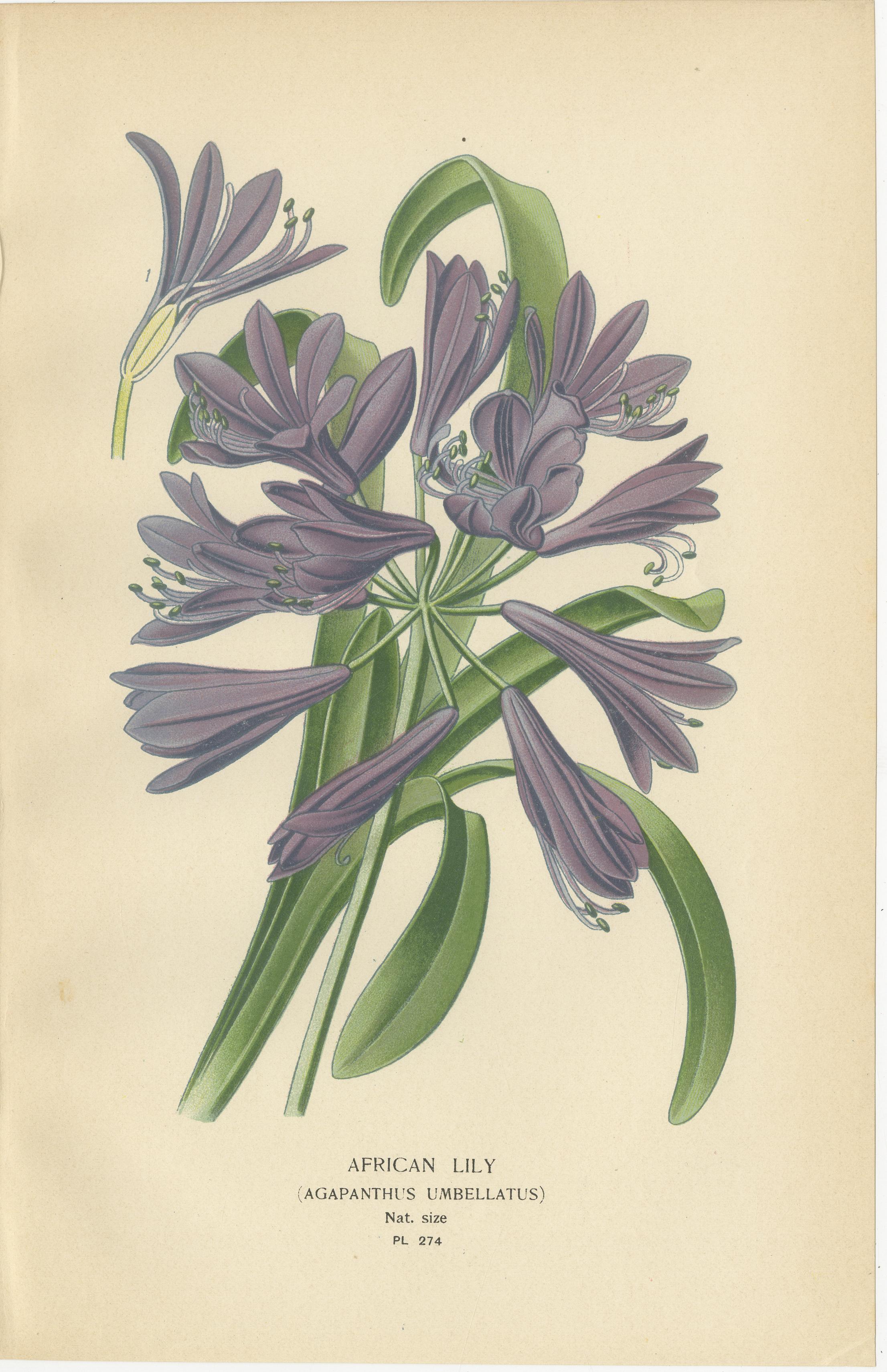 Inglese Set di litografie botaniche antiche - Cordyline, Giglio africano e Giglio trifogliato in vendita