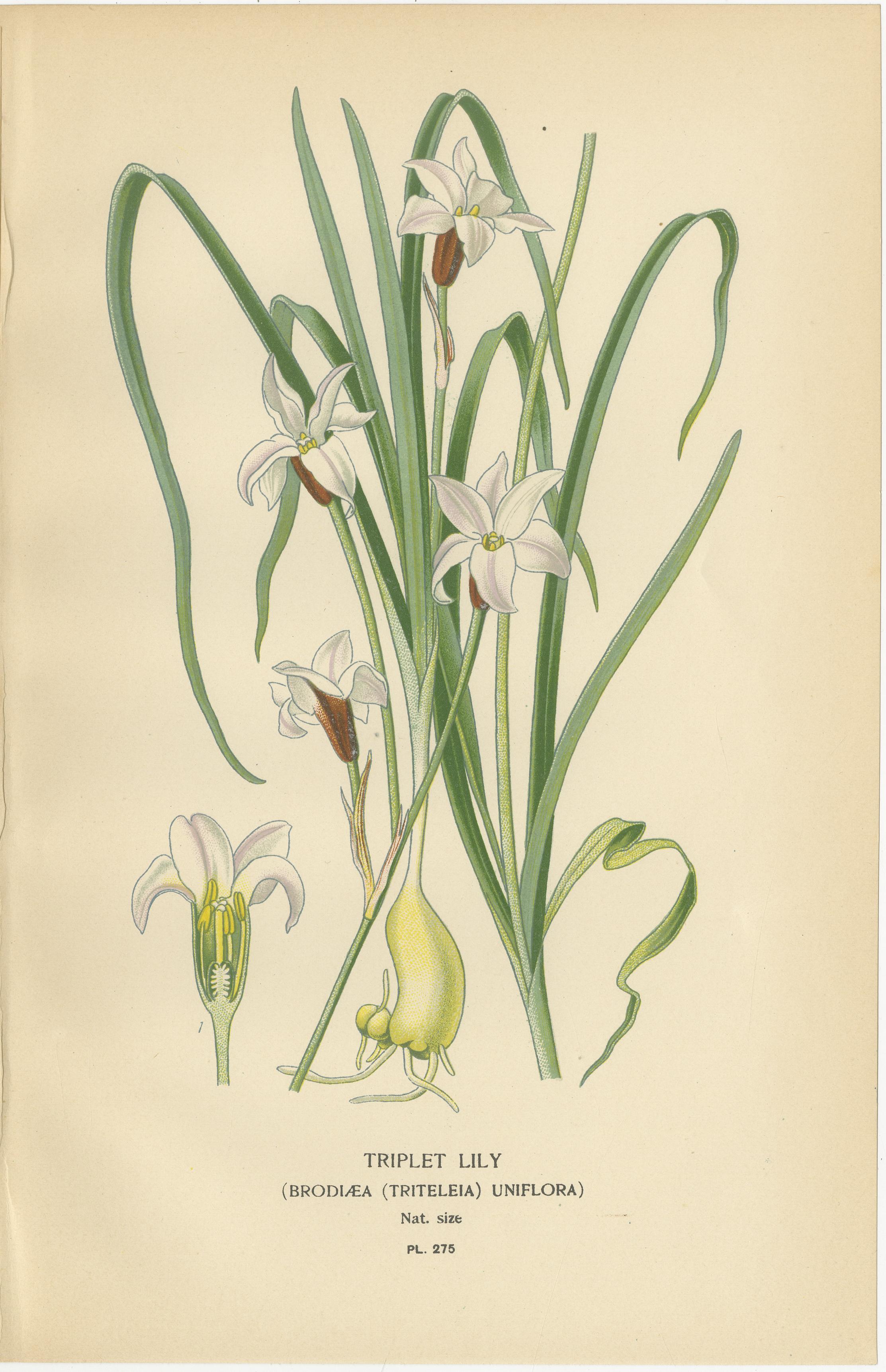 Set di litografie botaniche antiche - Cordyline, Giglio africano e Giglio trifogliato In condizioni buone in vendita a Langweer, NL