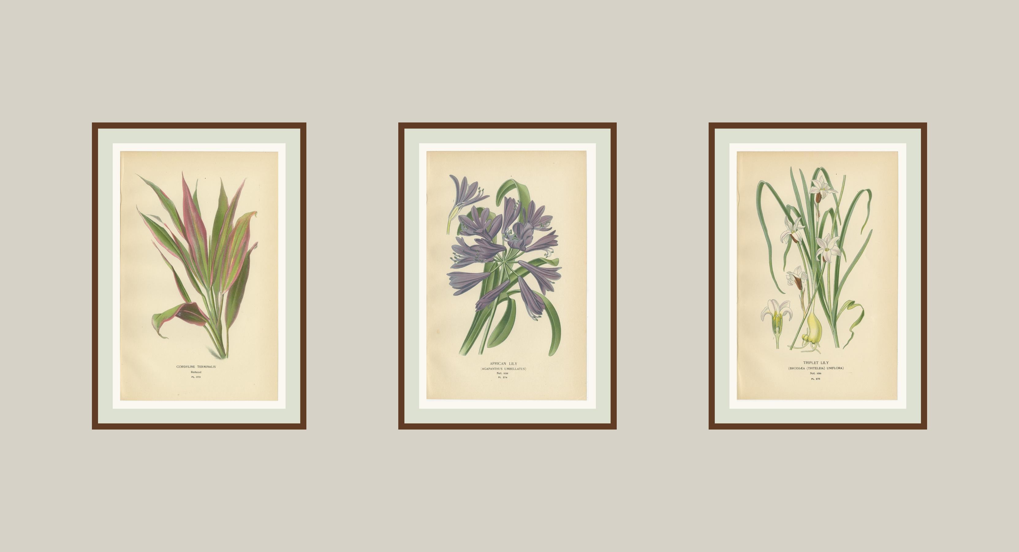 XIX secolo Set di litografie botaniche antiche - Cordyline, Giglio africano e Giglio trifogliato in vendita