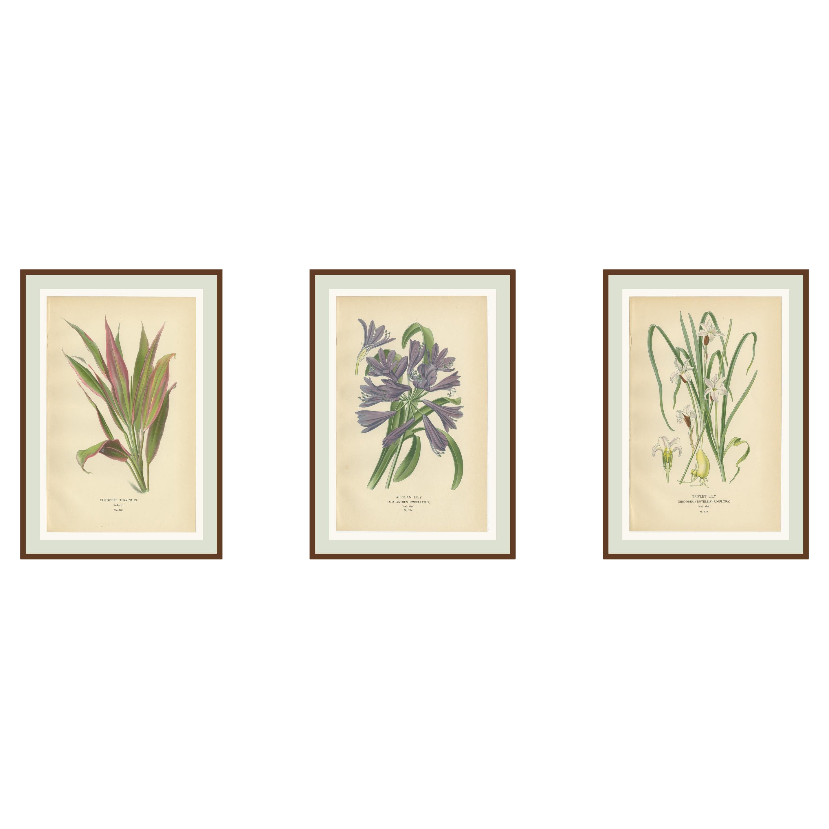 Set di litografie botaniche antiche - Cordyline, Giglio africano e Giglio trifogliato