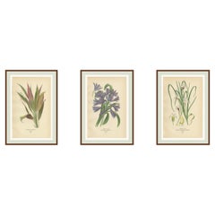Set di litografie botaniche antiche - Cordyline, Giglio africano e Giglio trifogliato