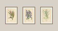 Satz antiker botanischer Lithographien - Cordyline, Afrikanische Lilie & Drillingslilie