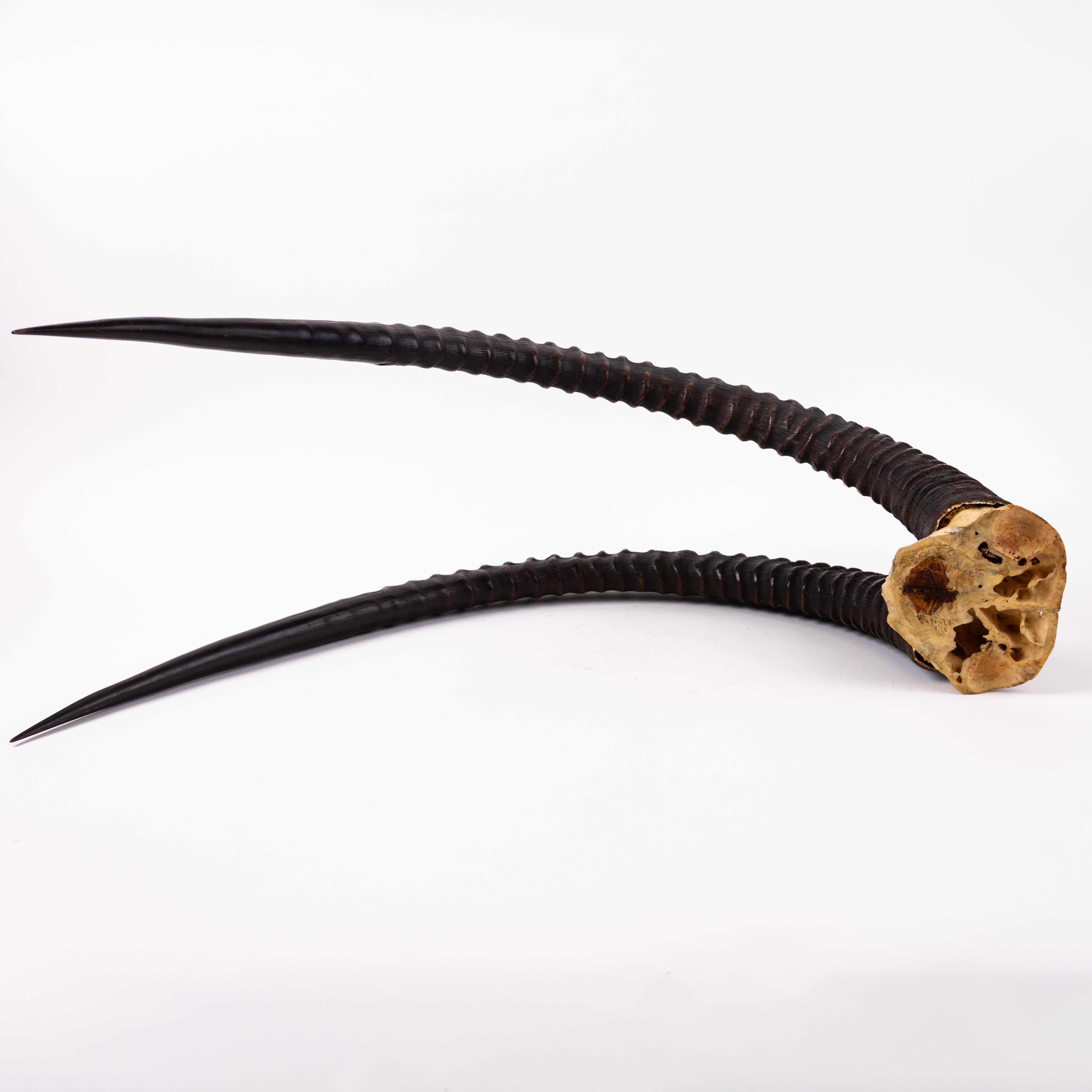 Ensemble ancien de cornes d'Ibex nubians de chasse - Début du 20e siècle en vente 2