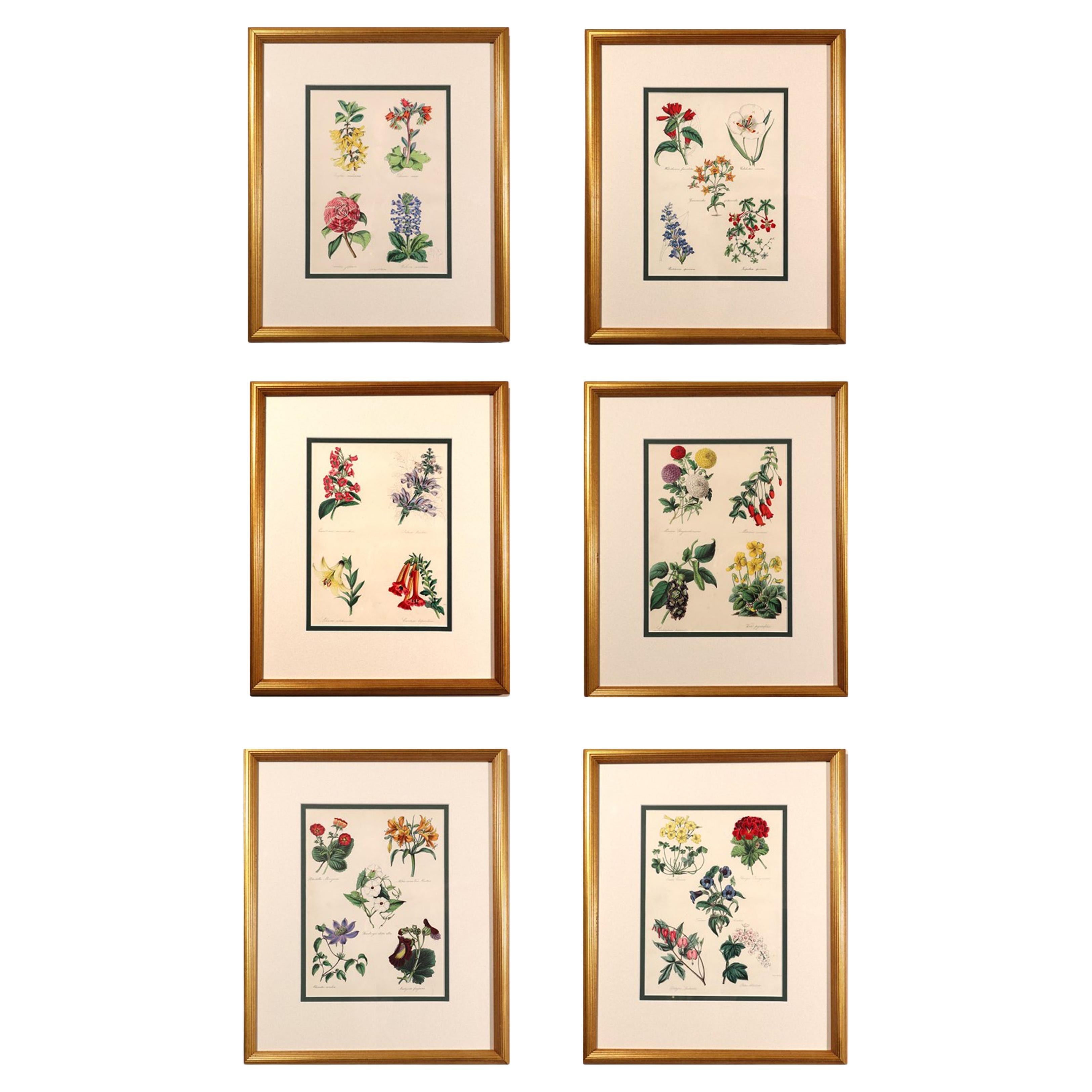 Set of Botanical Prints by W. Thompson, "The English Flower Garden" en vente
