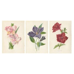 Antique Set of Botany Prints by F. Edward Hulme & Shirley Hibberd (c.1880)