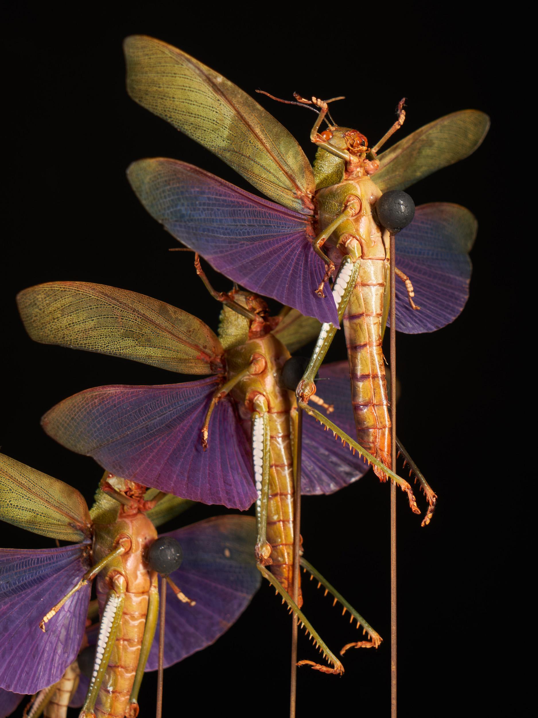 Organic Material Set of Colorful Insect Compositions in Czech Mouth Blown Glass Globe