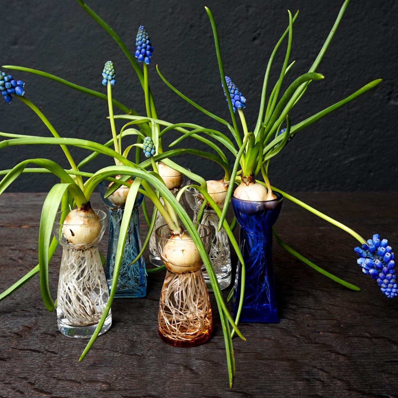 Set of Dutch 1960s Leerdam for Rimac Glass Flower Bulb Hyacinth and Crocus Vases 5
