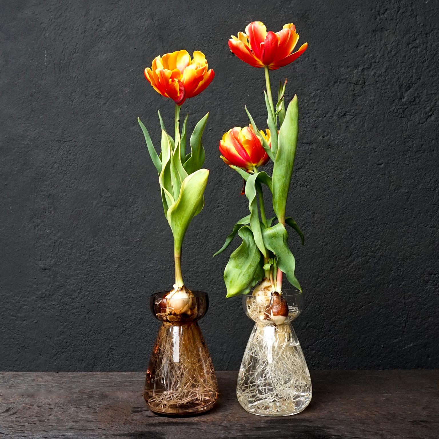 Set of Dutch 1960s Leerdam for Rimac Glass Flower Bulb Hyacinth and Crocus Vases 7