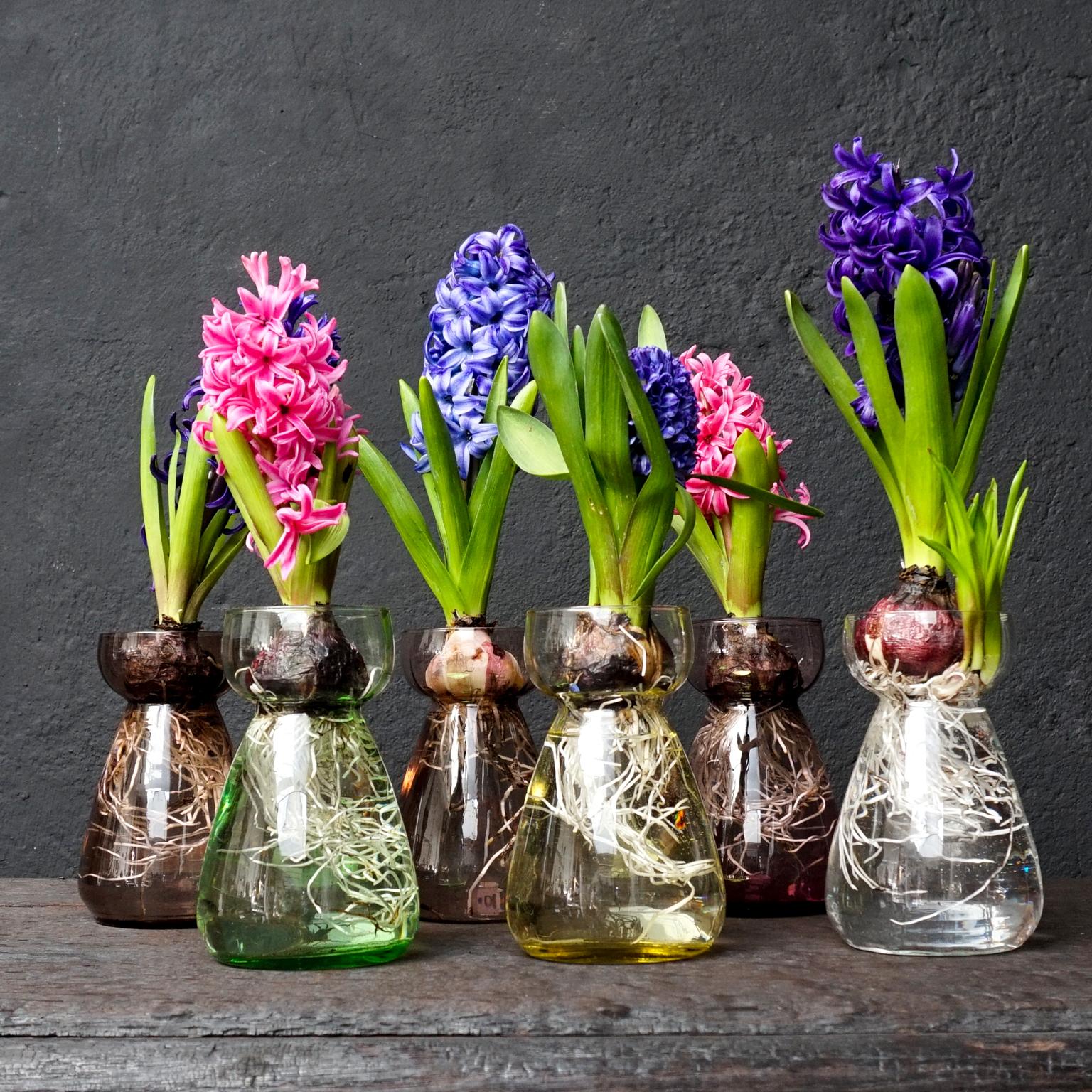 Mid-20th Century Set of Dutch 1960s Leerdam for Rimac Glass Flower Bulb Hyacinth and Crocus Vases
