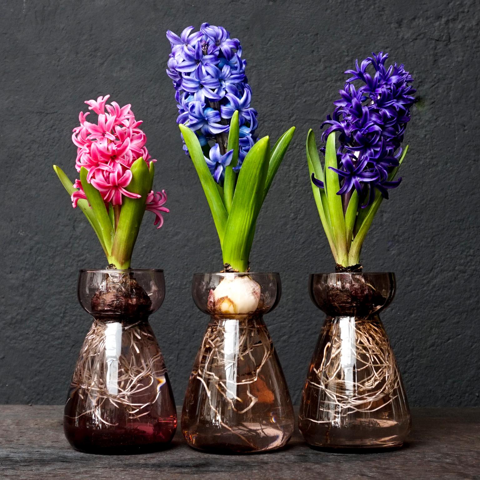 Blown Glass Set of Dutch 1960s Leerdam for Rimac Glass Flower Bulb Hyacinth and Crocus Vases