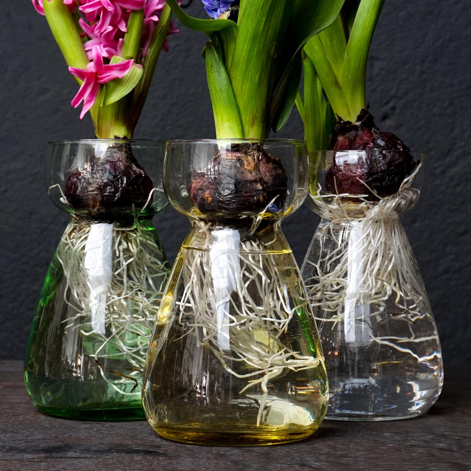 Set of Dutch 1960s Leerdam for Rimac Glass Flower Bulb Hyacinth and Crocus Vases 1