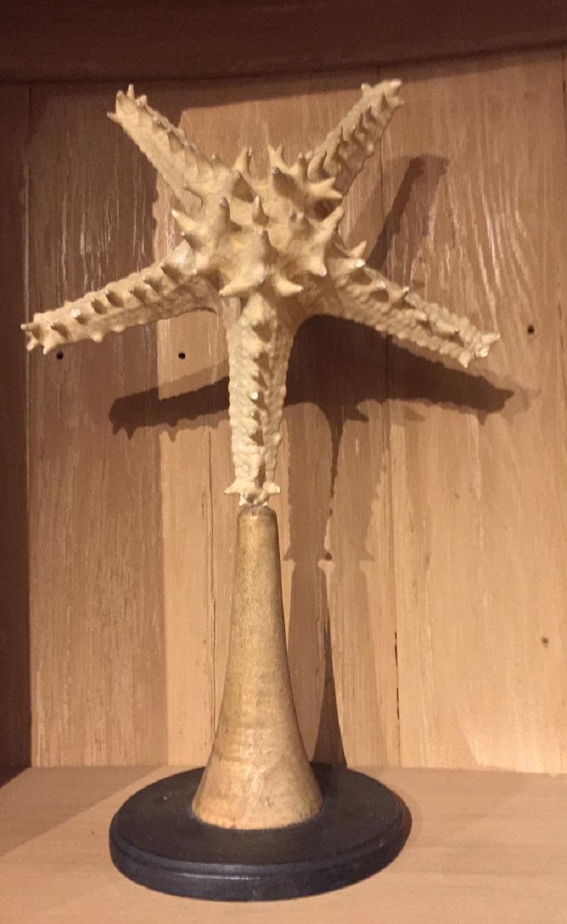 This set of nautical taxidermy creatures comes on original wooden stands with copper fixtures. Great in Anny curiosity cabinet and decorative in its own right.
The large starfish measures 25 x 15 x 7 (9.8 x 5.9 x 2.7 inch) and the smallest one 7 x