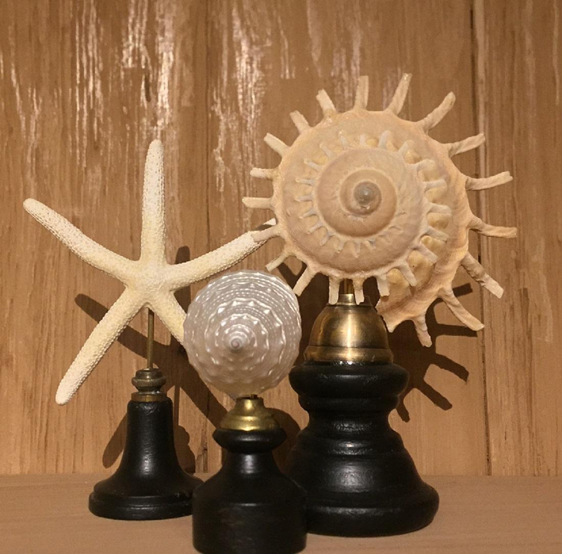 Set of Early 20th Century Seastars and Shells 1