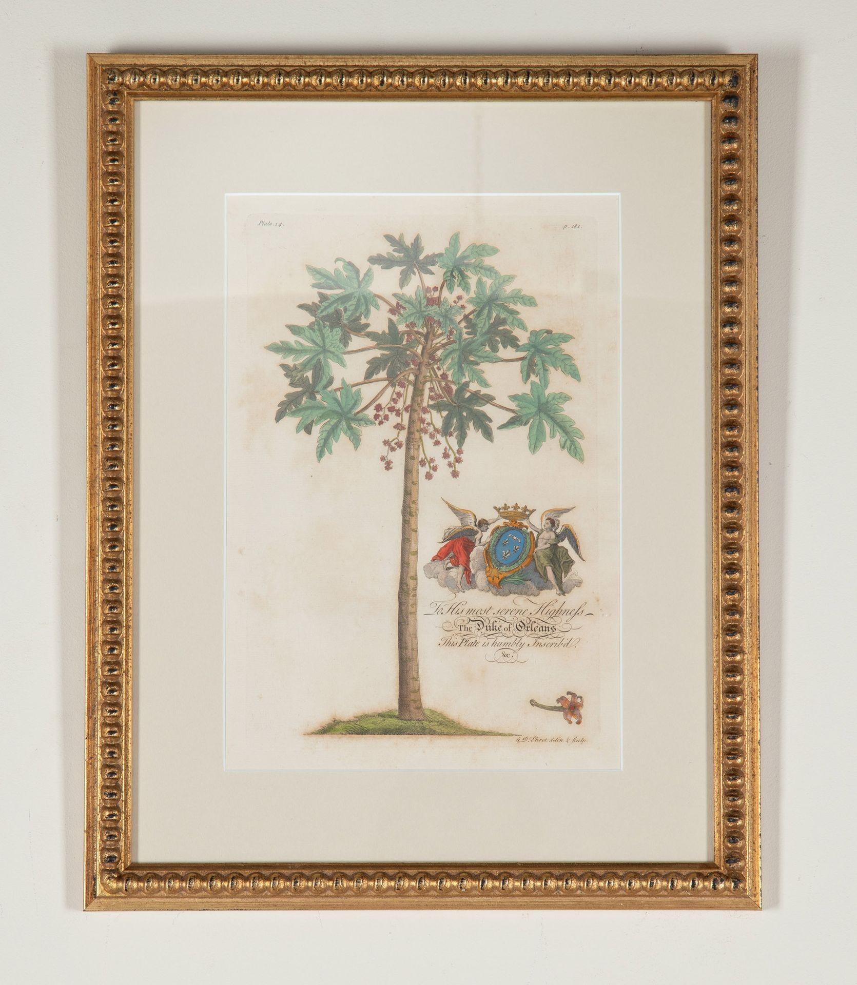 Set di otto stampe di palme e piante tropicali del XVIII secolo. Da una selezione di incisioni colorate a mano di Georg Dionysius Ehret che raffigurano la flora locale delle Barbados. 

Ognuno di essi è dedicato a una persona importante con