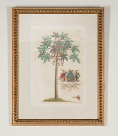 Set of Eight 18th Century Tropical Palm Tree and Plant Prints