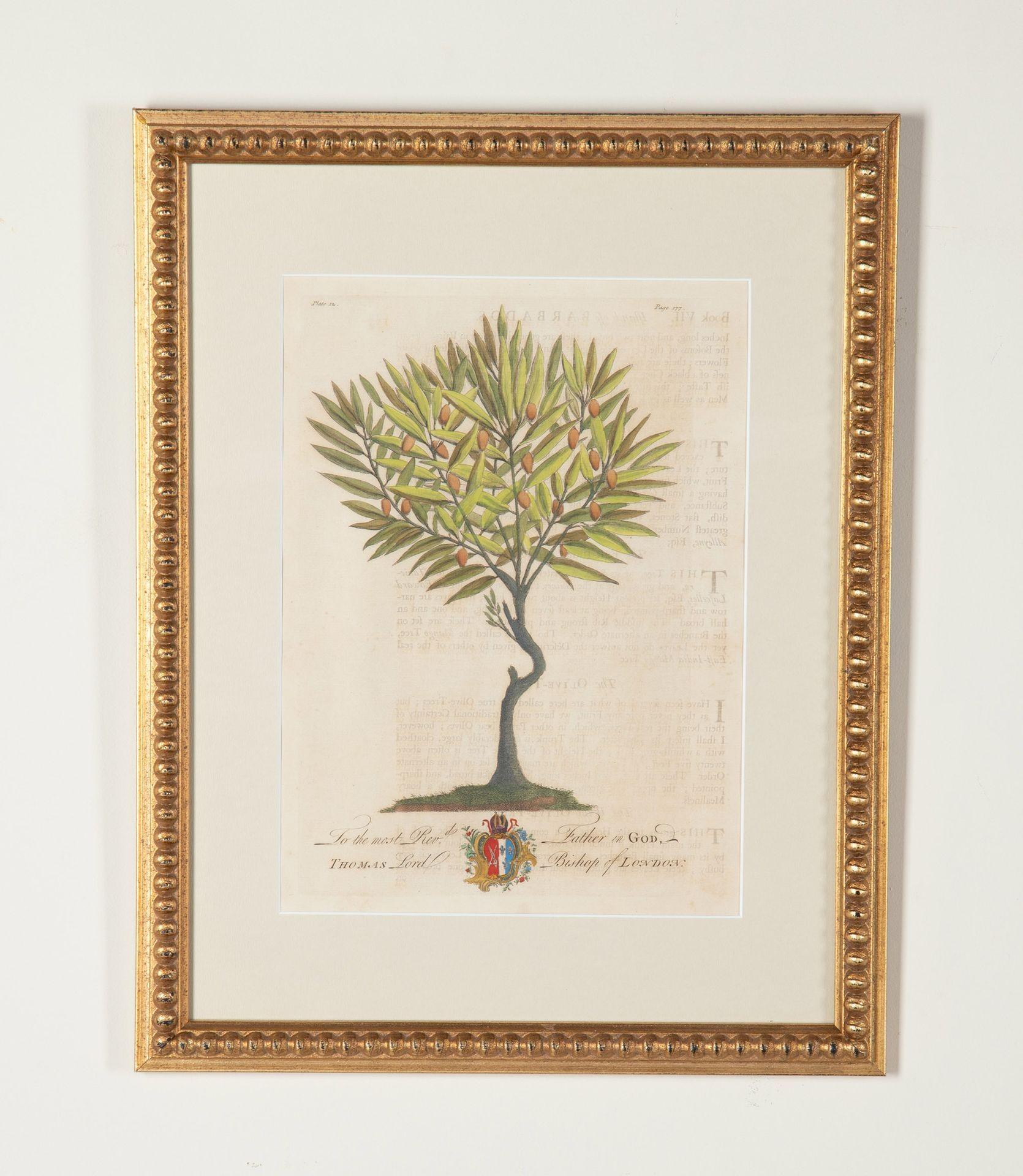 Tedesco Set di otto stampe di palme e piante tropicali del XVIII secolo in vendita