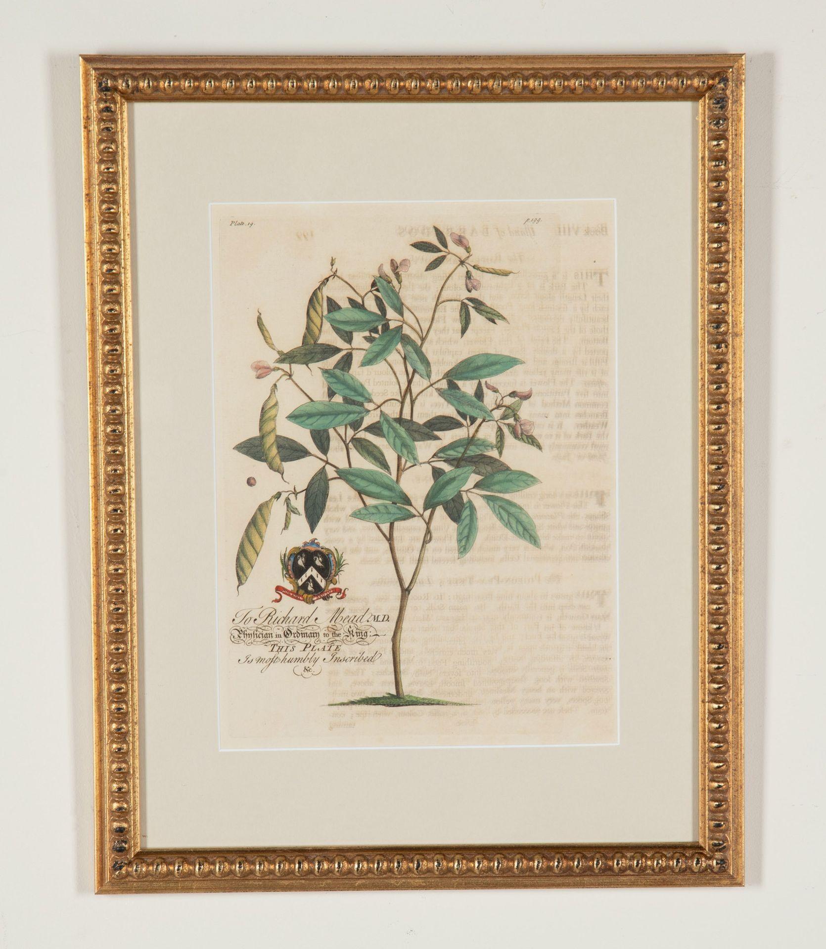 Set di otto stampe di palme e piante tropicali del XVIII secolo In condizioni buone in vendita a Gloucestershire, GB