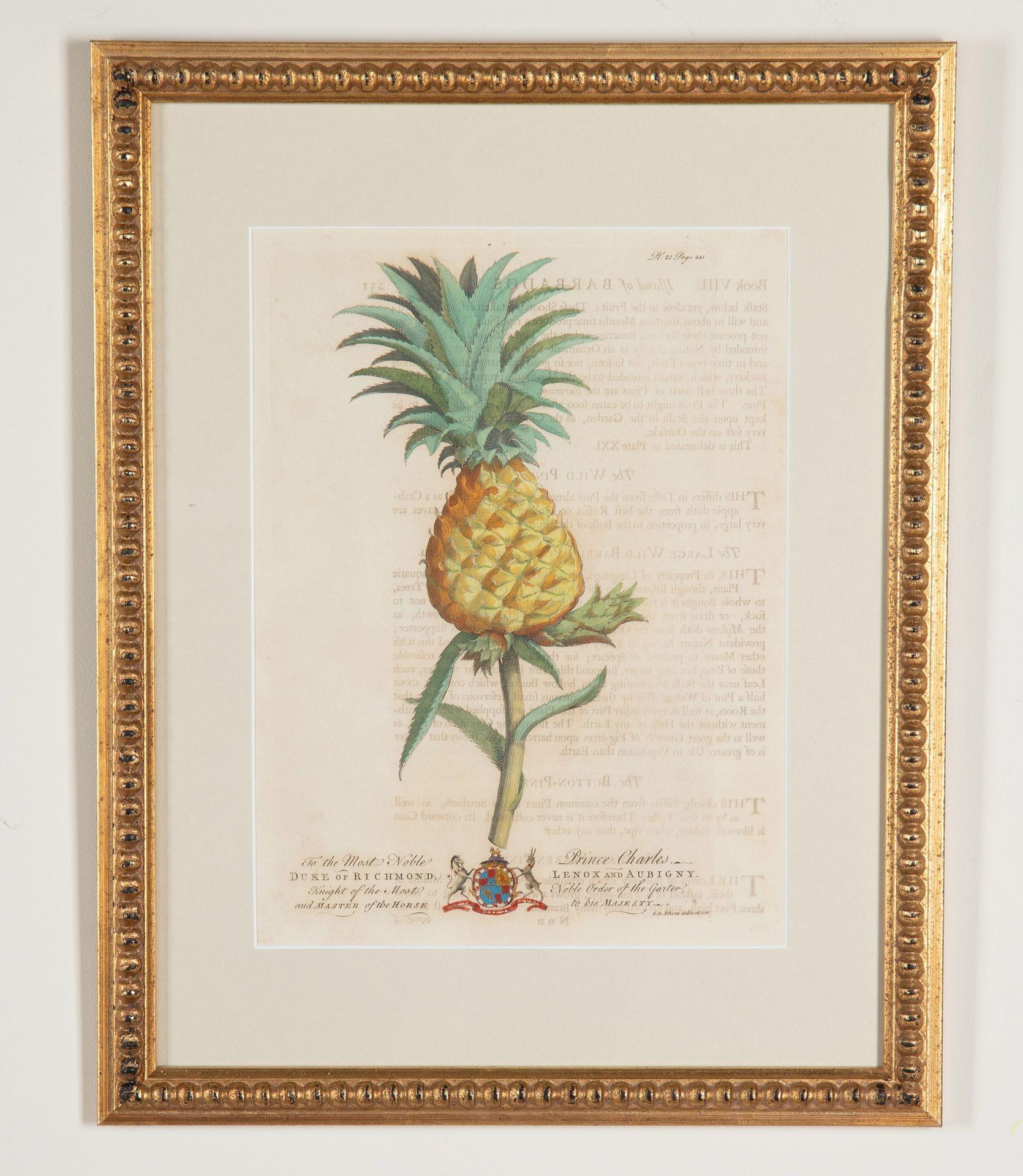 Fino al XVIII secolo Set di otto stampe di palme e piante tropicali del XVIII secolo in vendita