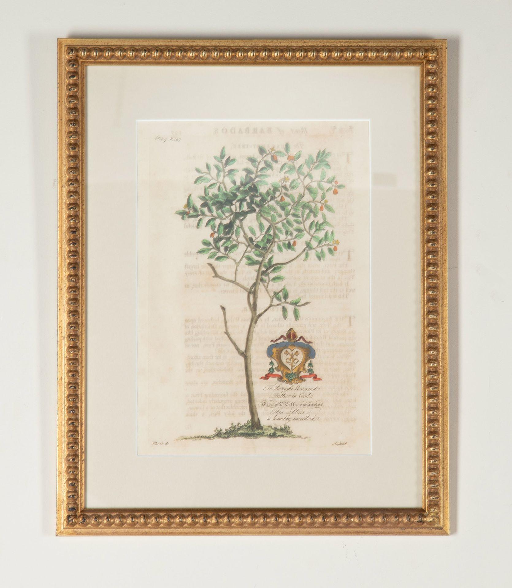 Legno Set di otto stampe di palme e piante tropicali del XVIII secolo in vendita