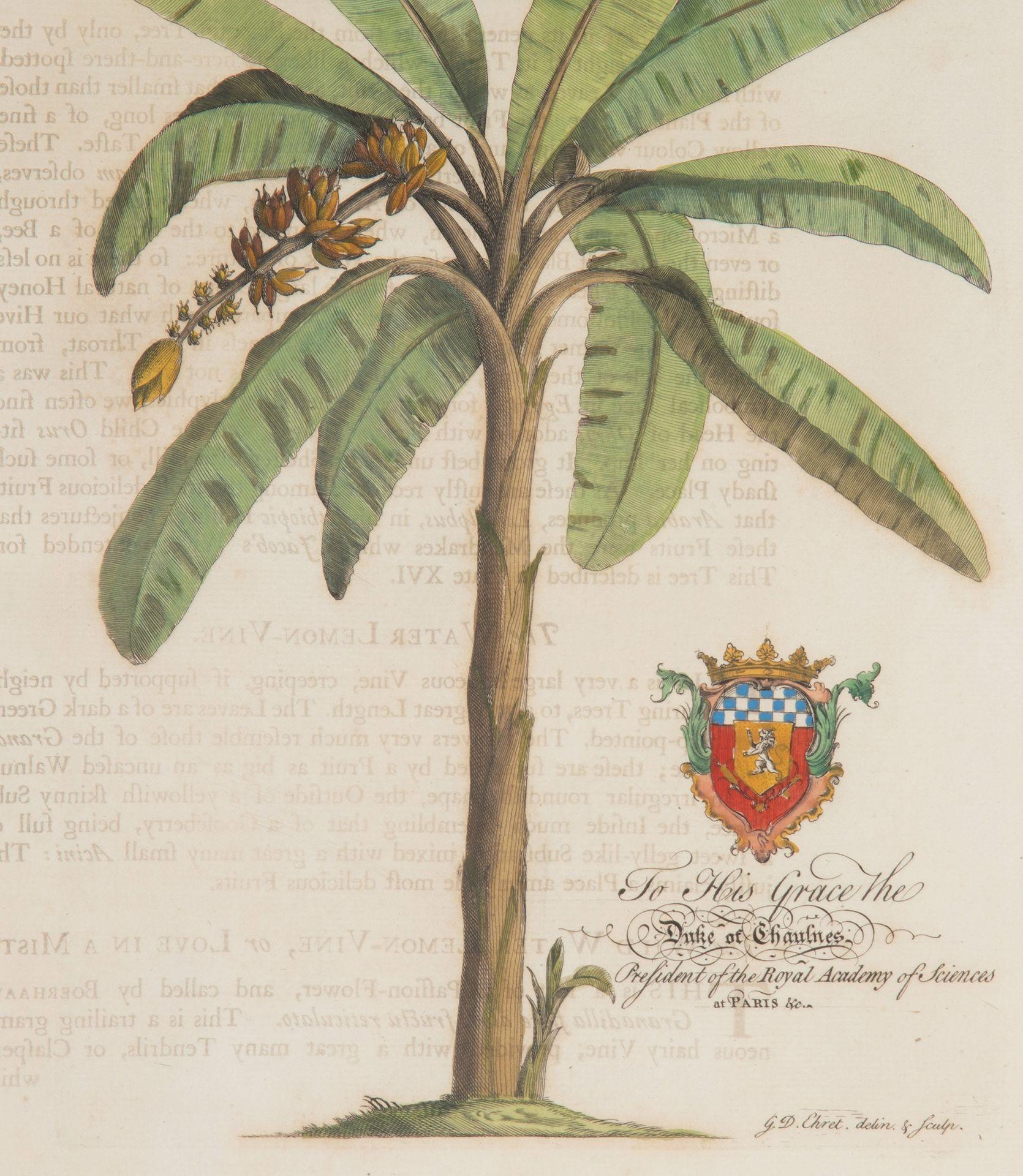 Set di otto stampe di palme e piante tropicali del XVIII secolo in vendita 2