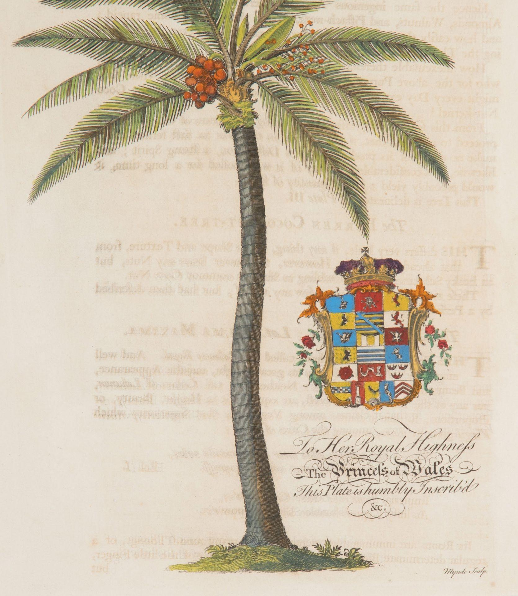 Set di otto stampe di palme e piante tropicali del XVIII secolo in vendita 3