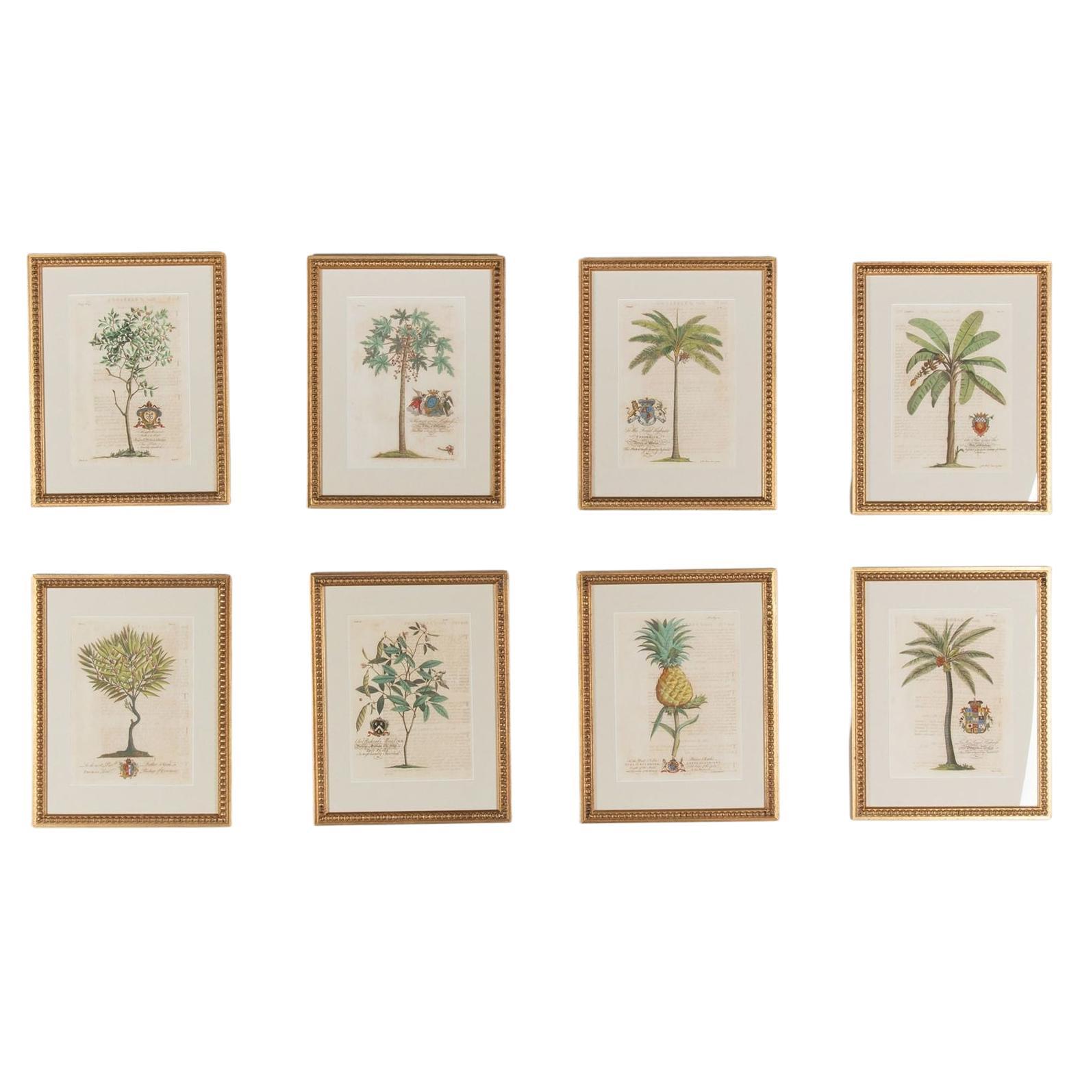 Set di otto stampe di palme e piante tropicali del XVIII secolo in vendita