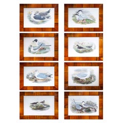 Set of Eight 19th Century Seagull Prints by John Gould