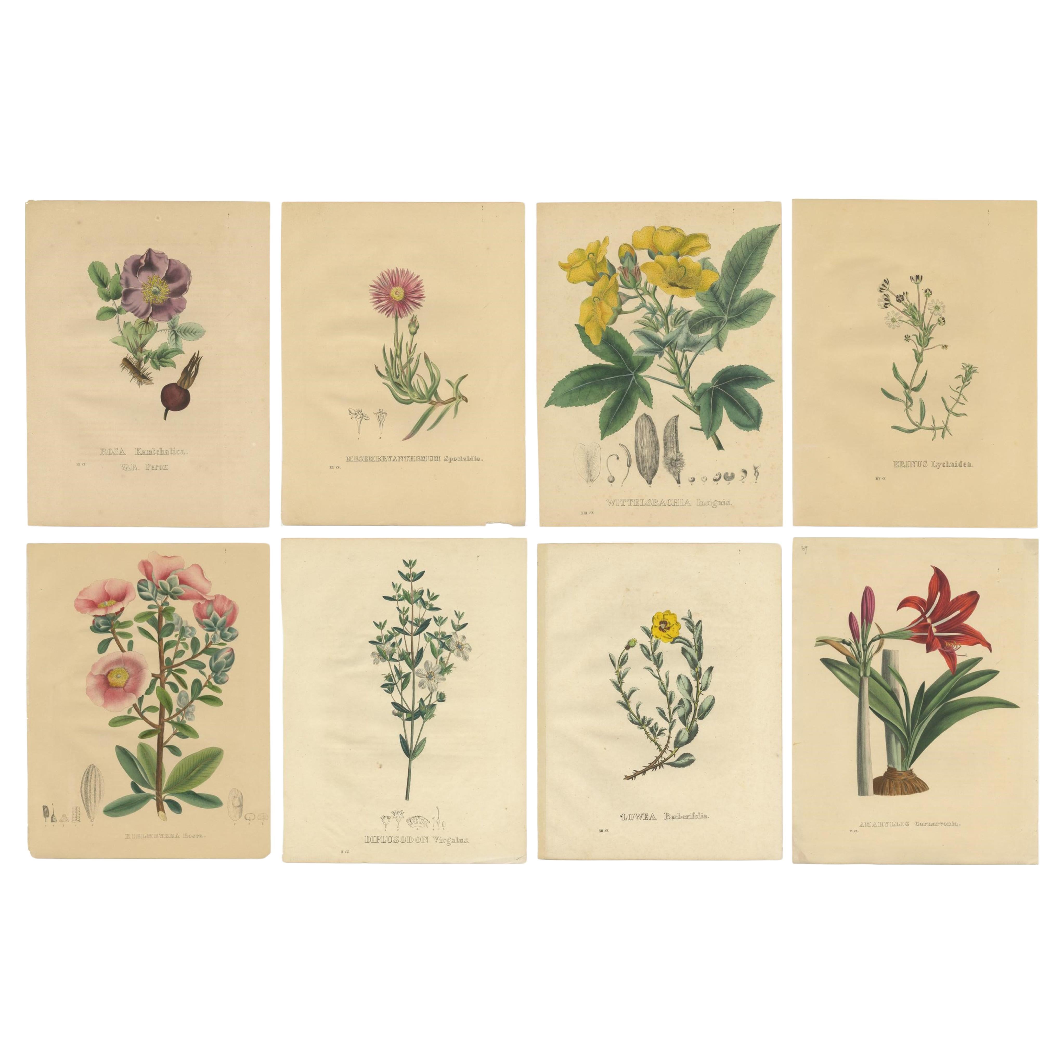 Set of Eight Antique Botanical Prints