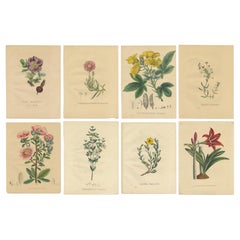 Set of Eight Antique Botanical Prints