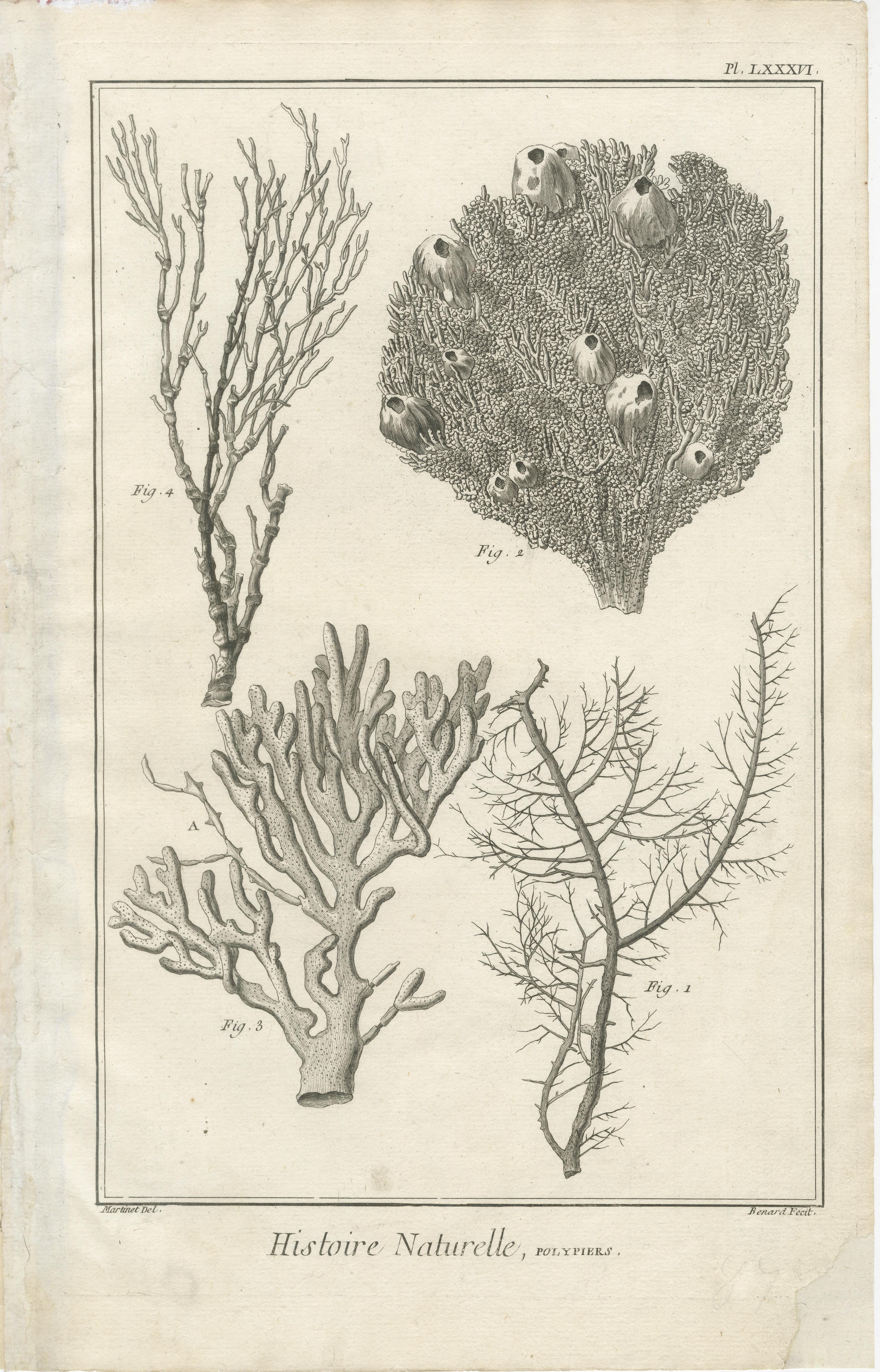 Ensemble de huit gravures anciennes de coraux tirées de l'Encyclopédie de Diderot, vers 1770

Un ensemble remarquable de huit gravures sur cuivre tirées de l'Encyclopédie ou Dictionnaire raisonné des sciences, des arts et des métiers de Denis