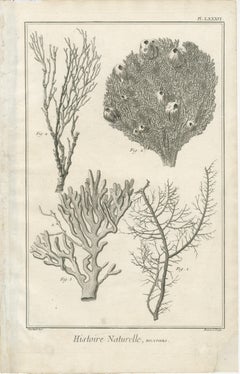 Satz von acht antiken Stichen von Korallen aus Diderots Encyclopédie, ca. 1770