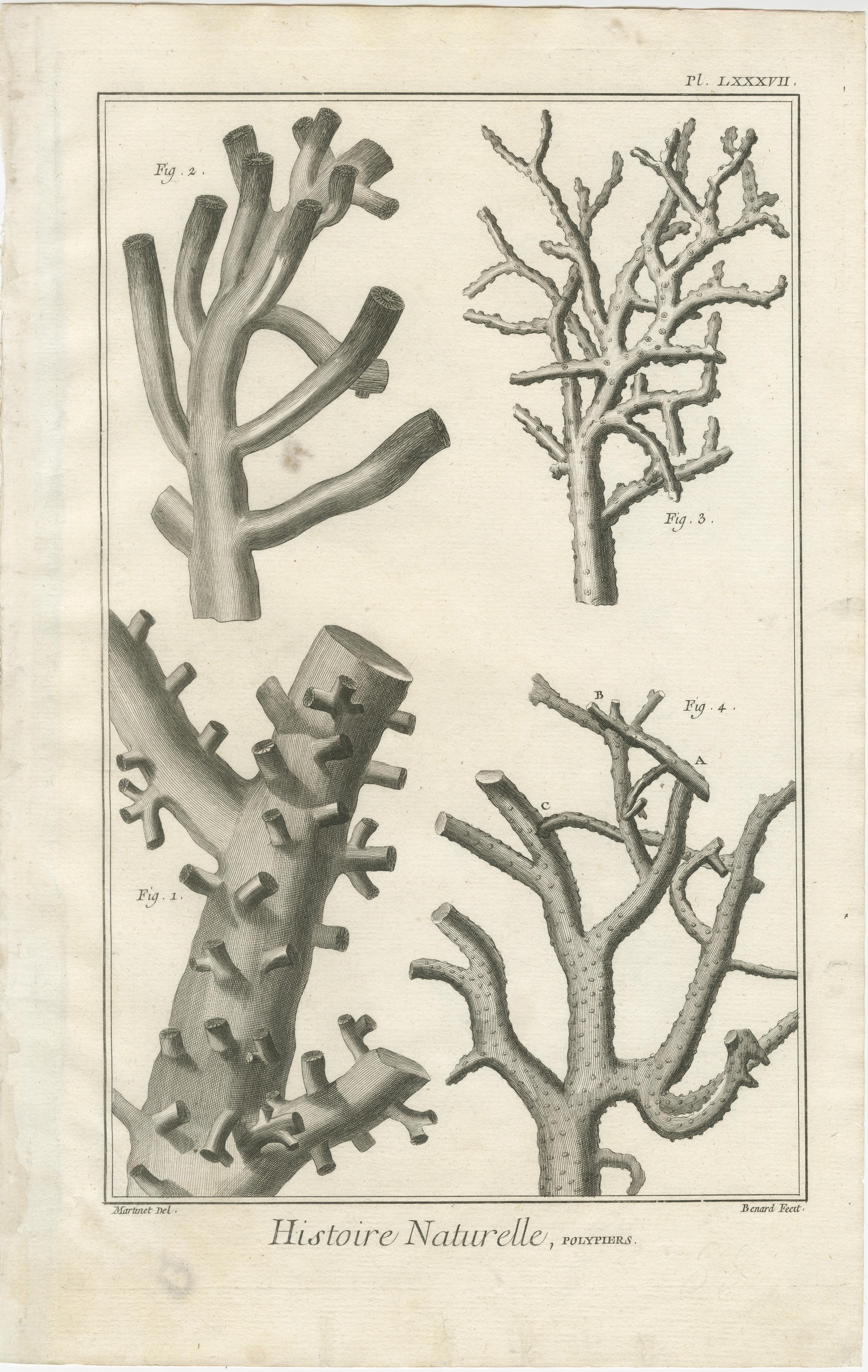 Français Ensemble de huit gravures anciennes de coraux tirées de l'Encyclopédie de Diderot, vers 1770 en vente