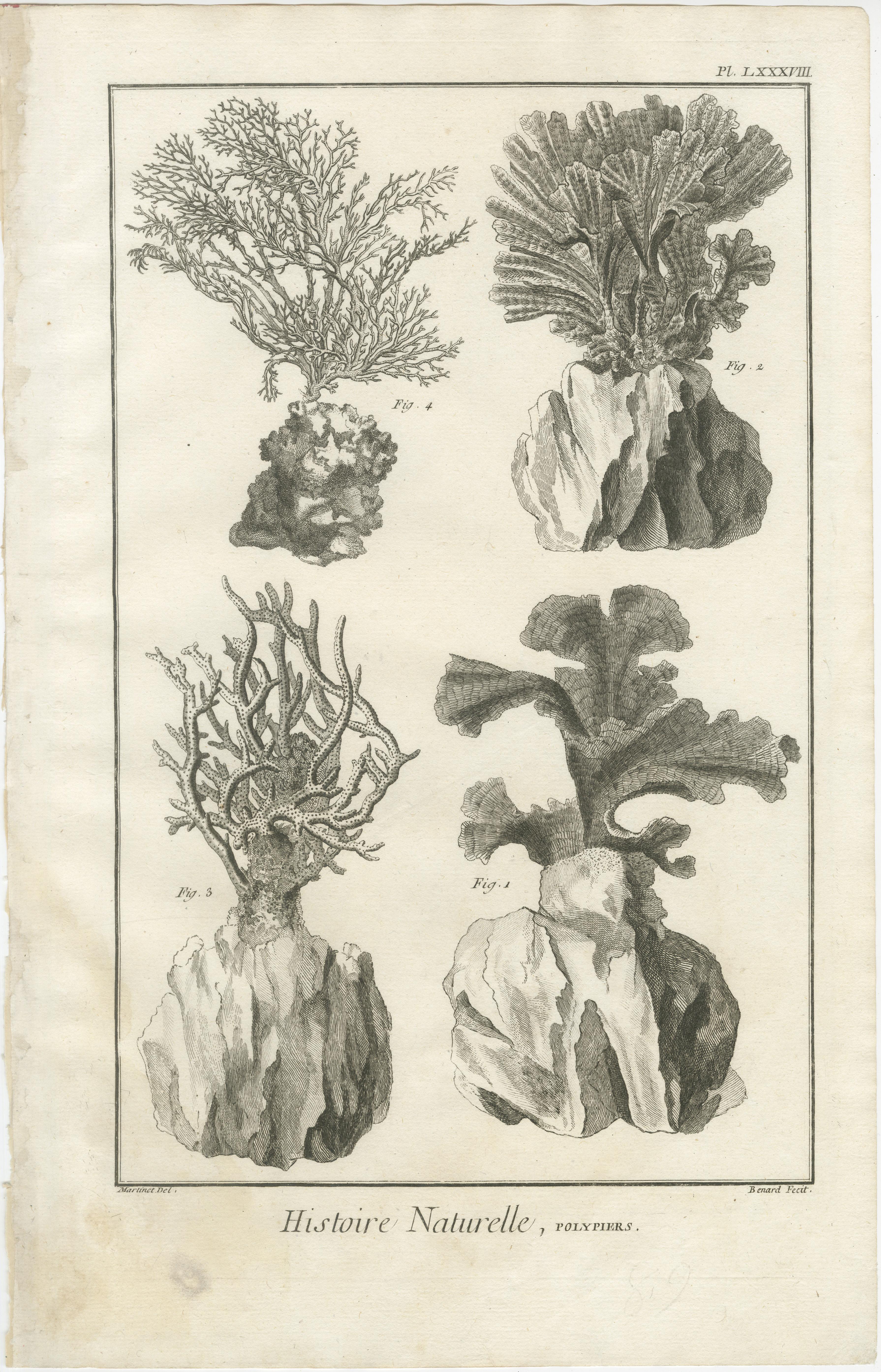 Gravé Ensemble de huit gravures anciennes de coraux tirées de l'Encyclopédie de Diderot, vers 1770 en vente