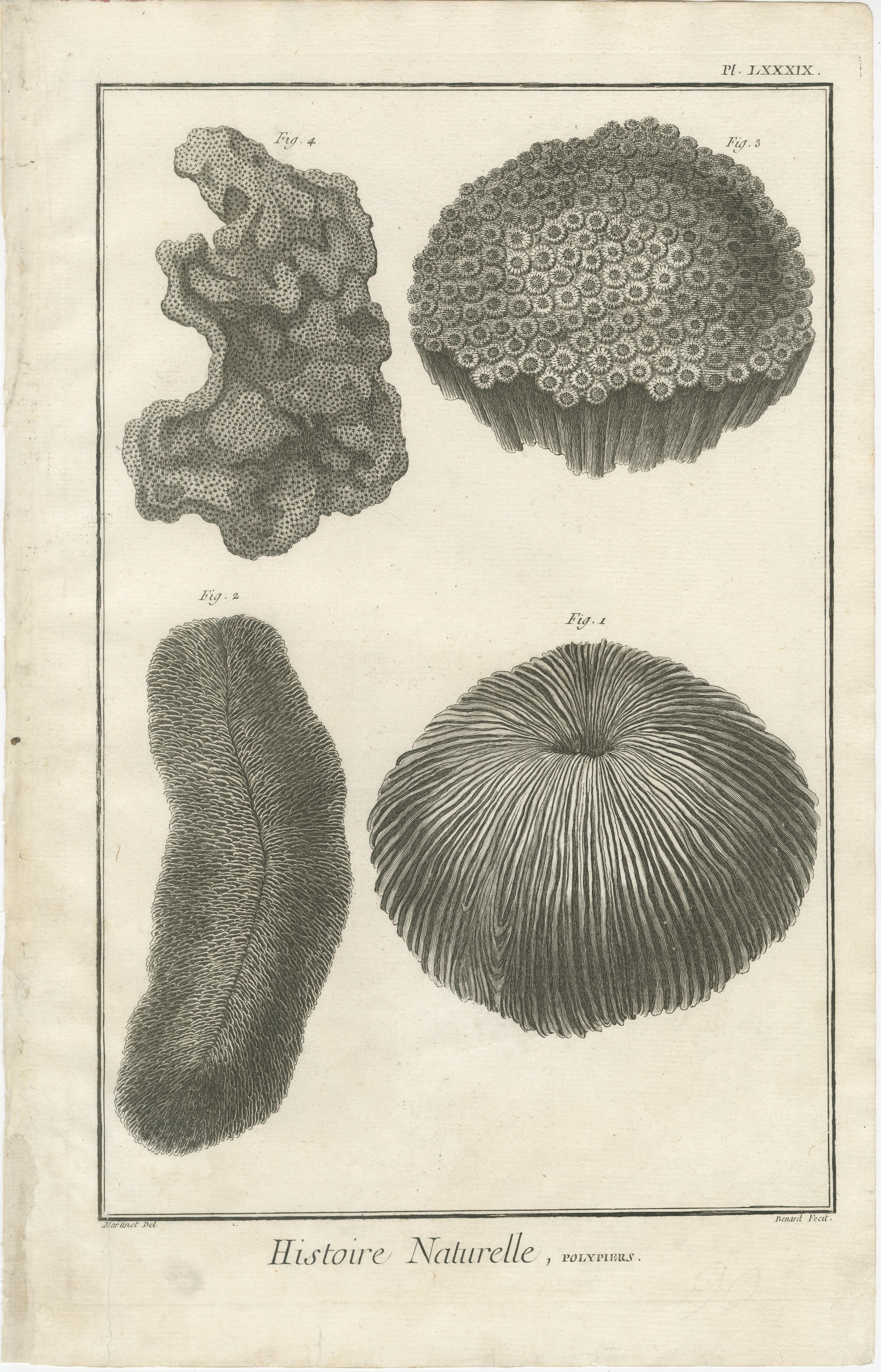 Ensemble de huit gravures anciennes de coraux tirées de l'Encyclopédie de Diderot, vers 1770 Bon état - En vente à Langweer, NL